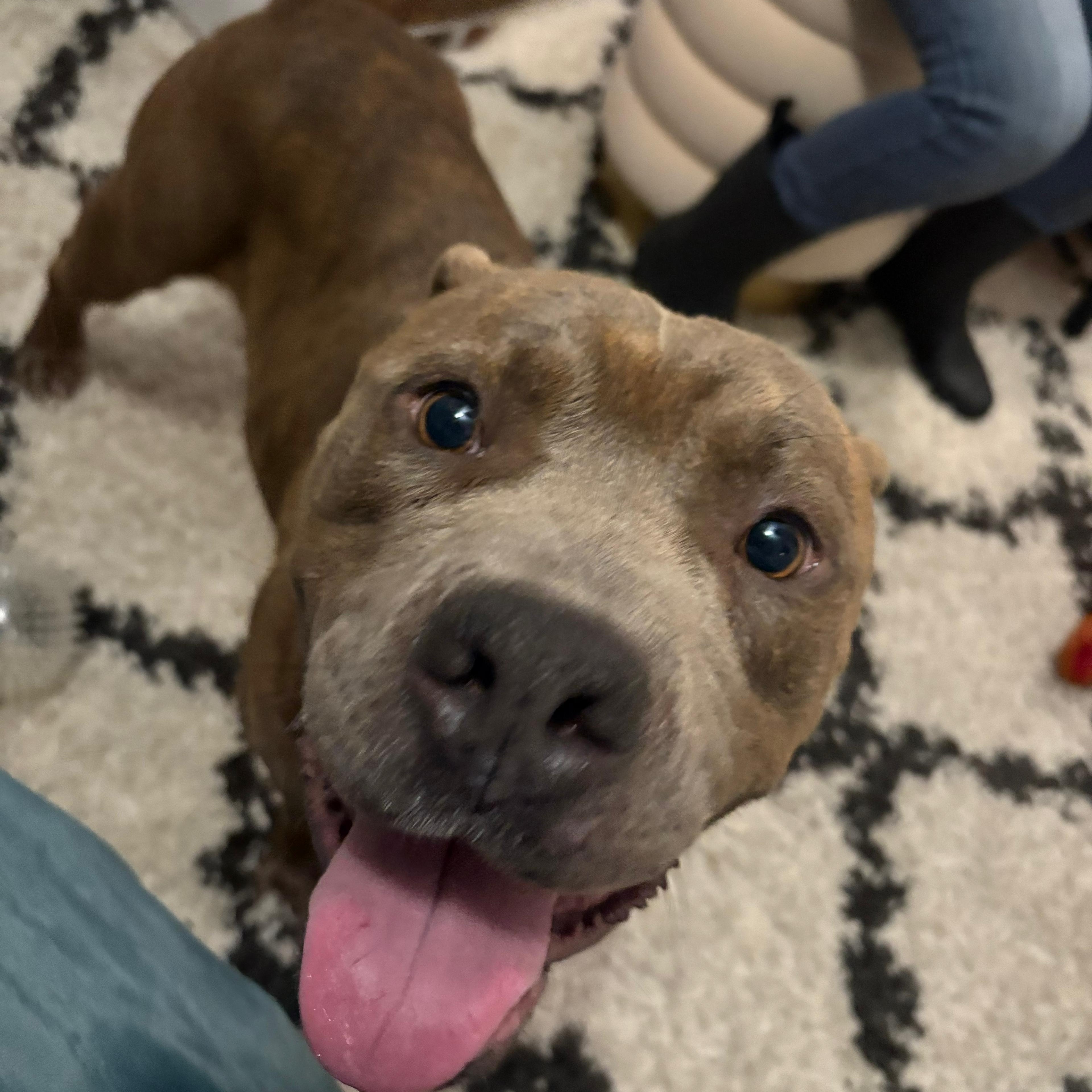 Frankie, a ADOPTABLE Pit Bull Terrier in San Diego, CA image 3/6