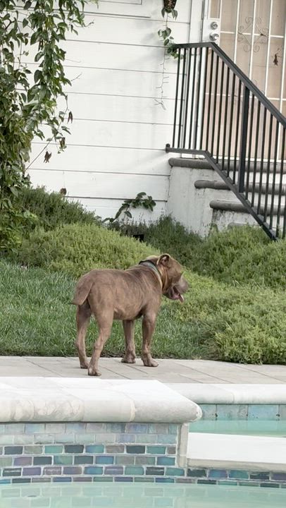 Enlarge Frankie, a ADOPTABLE Pit Bull Terrier in San Diego, CA video 6/6