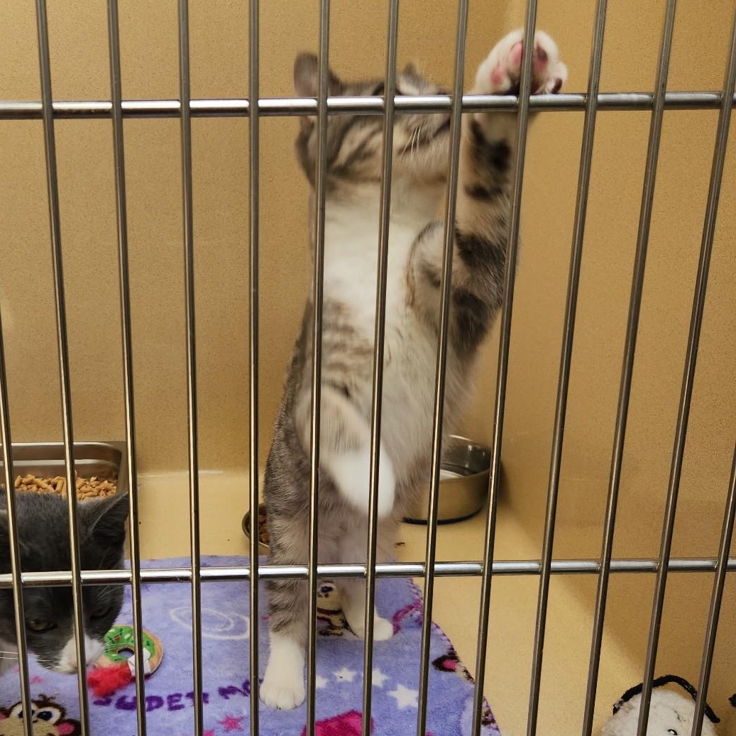 Vigorous thumbnail 2