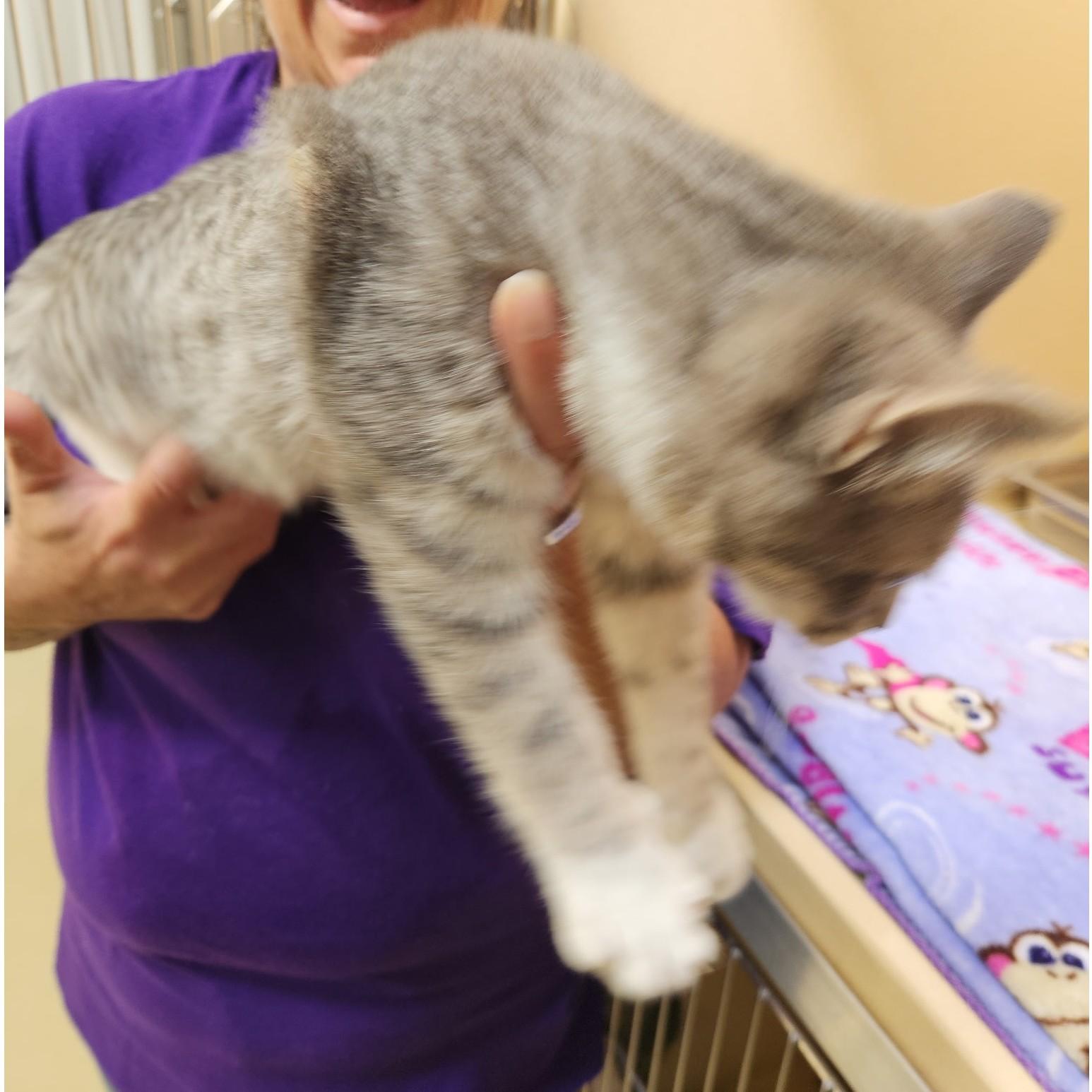 Vigorous thumbnail 2