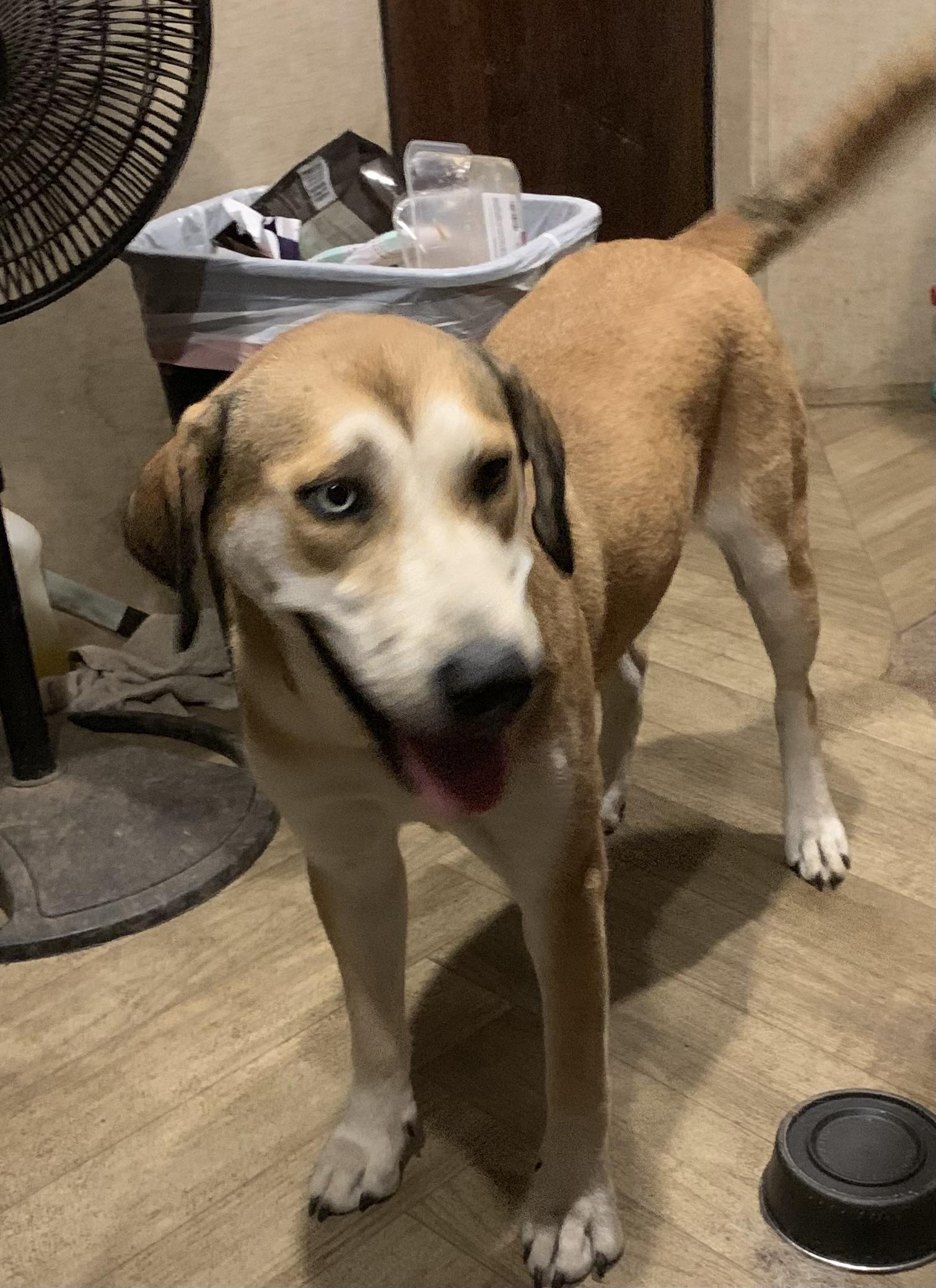 Adele, Adoptable, Adult Female Siberian Husky & Australian Shepherd.