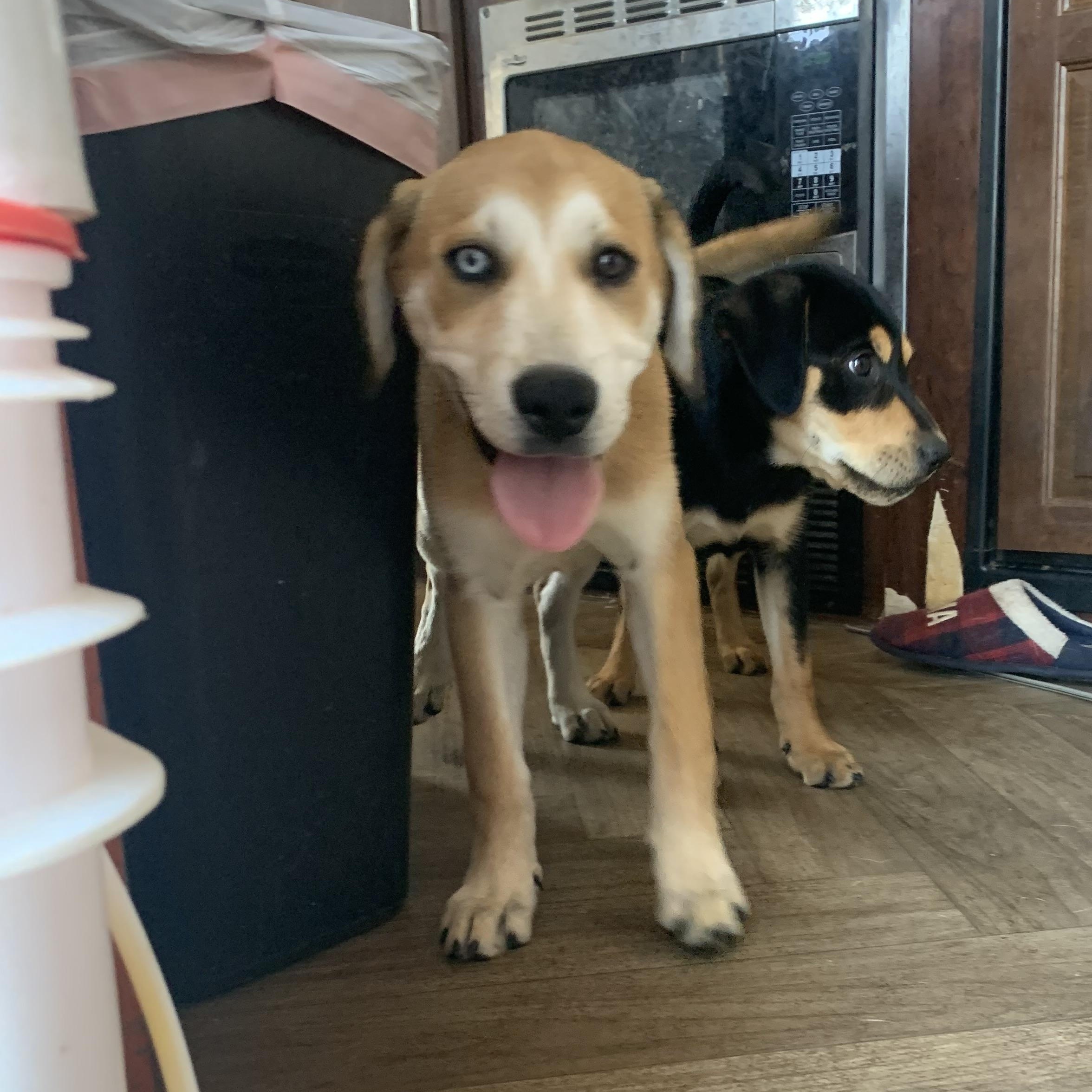 Adele, Adoptable, Puppy Female Siberian Husky & Australian Shepherd.