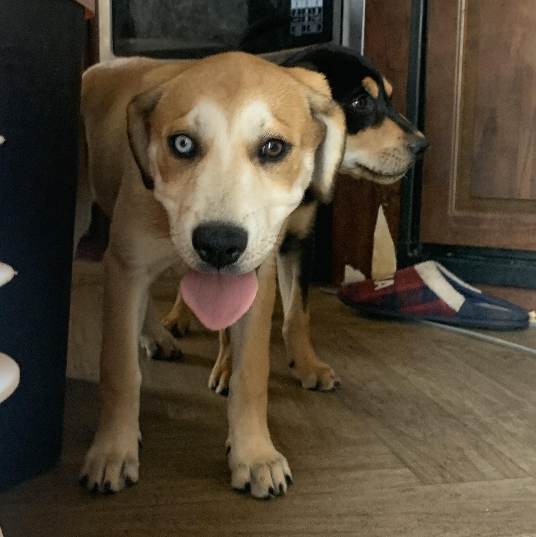 Enlarge Adele, a Adoptable mixed breed in Beeville, TX image 2/2