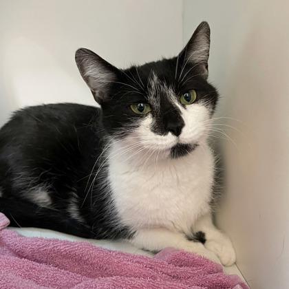 Enlarge Daydream (Bashful Buddy), a Adoptable mixed breed in Wheaton, IL image 1/1