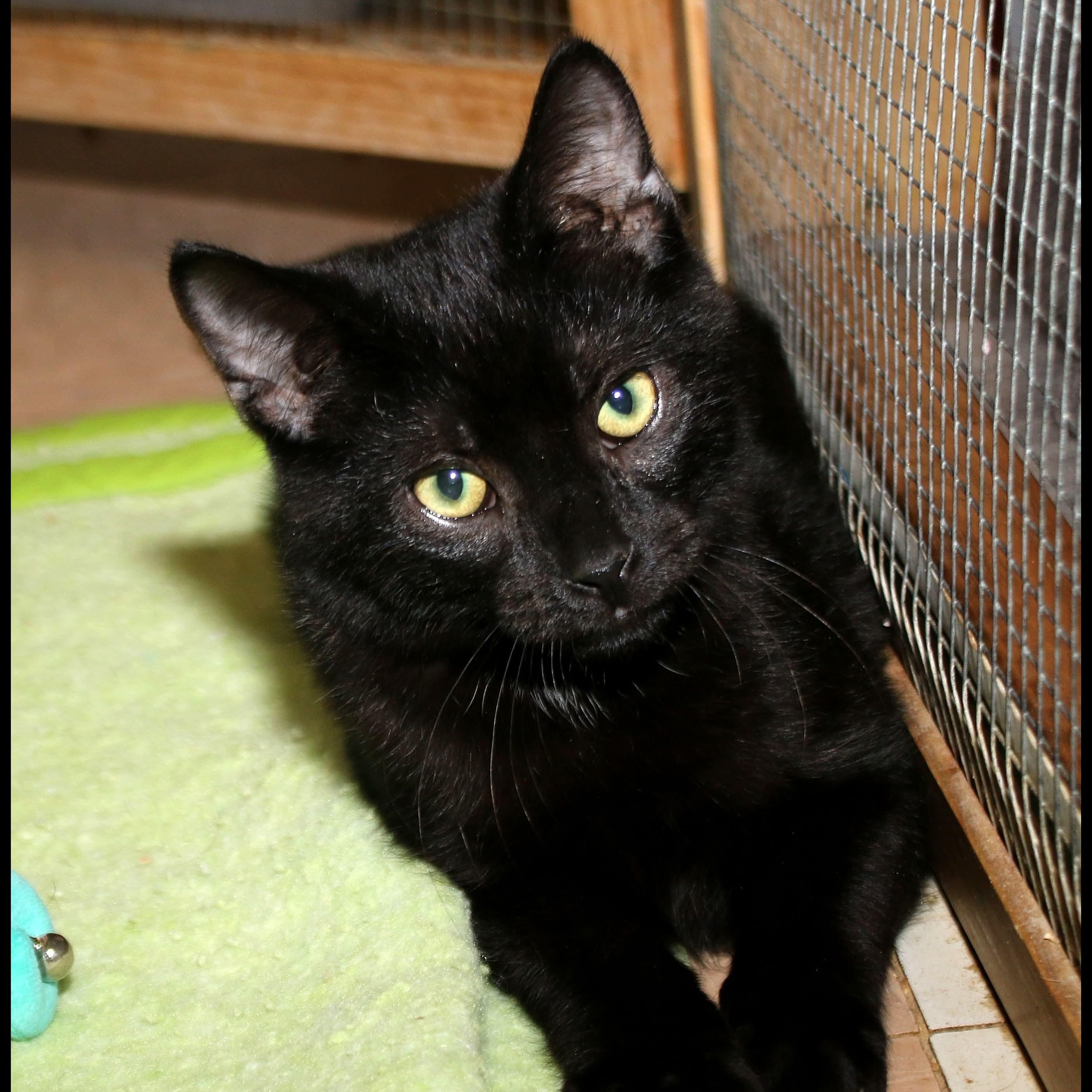 Enlarge Pugsley, a Adoptable Domestic Short Hair in Shippenville, PA image 1/1
