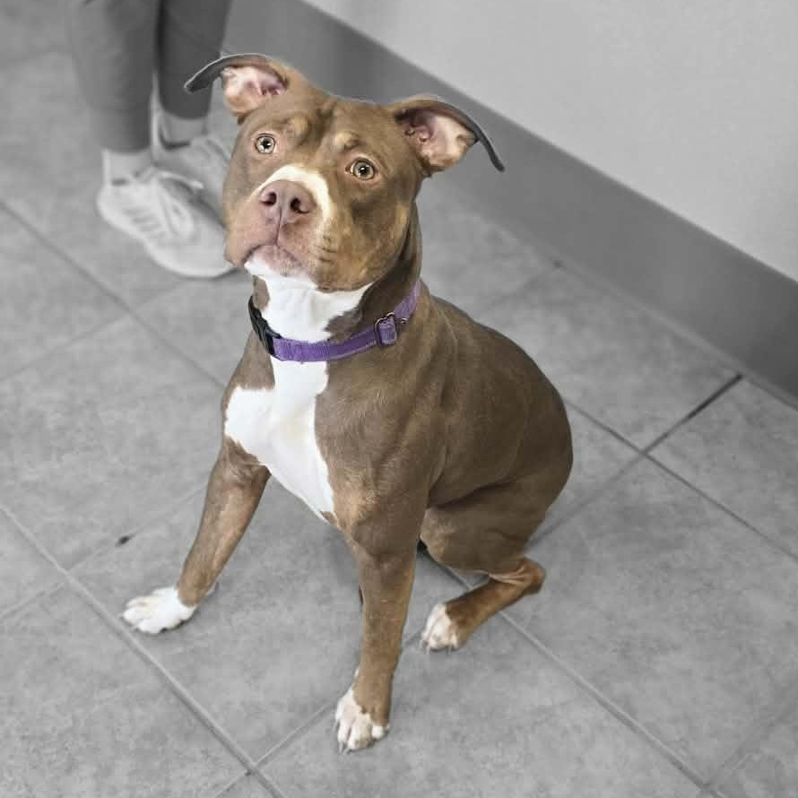 Enlarge Hera, a ADOPTABLE mixed breed in Waterloo, IA image 5/5