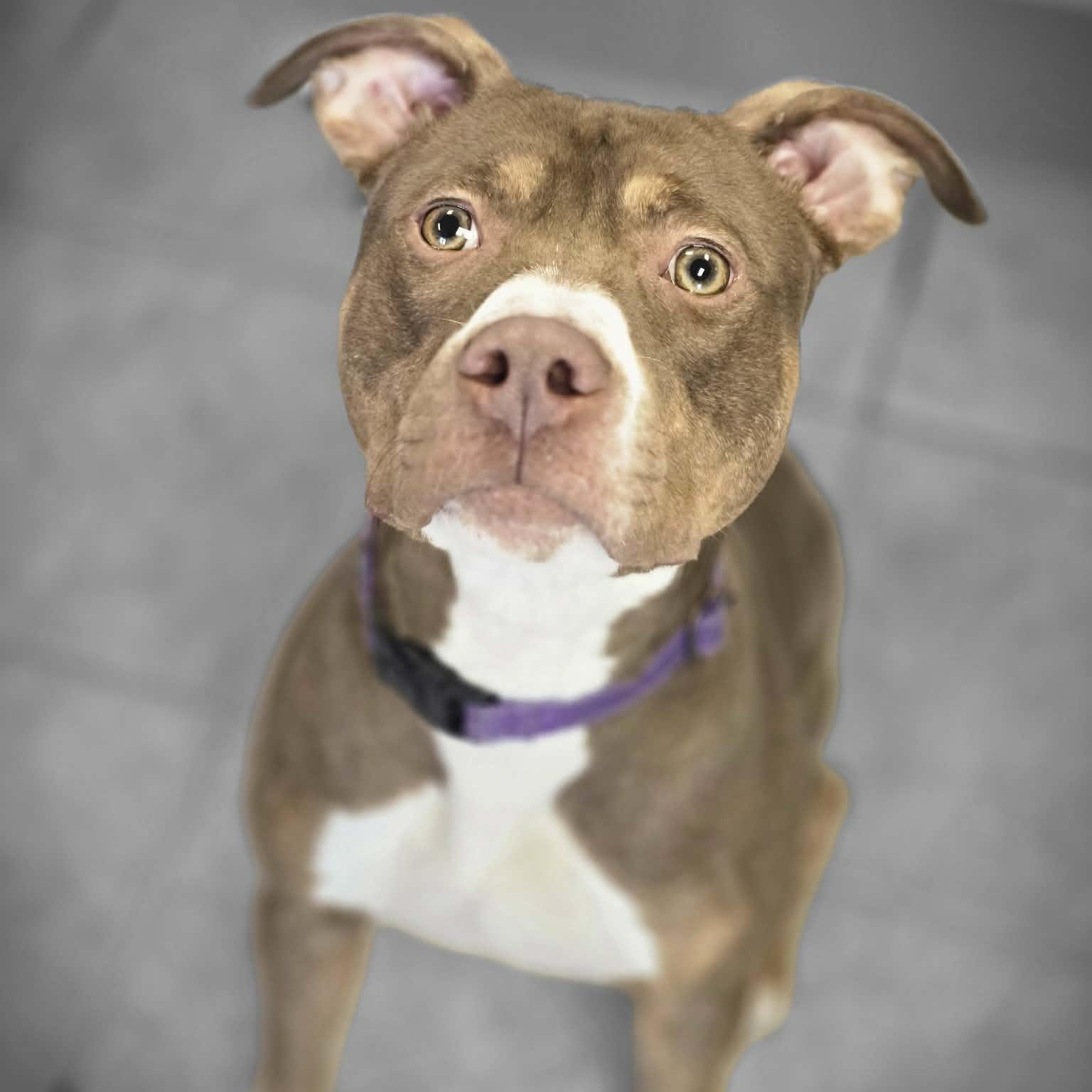 Enlarge Hera, a ADOPTABLE mixed breed in Waterloo, IA image 4/5