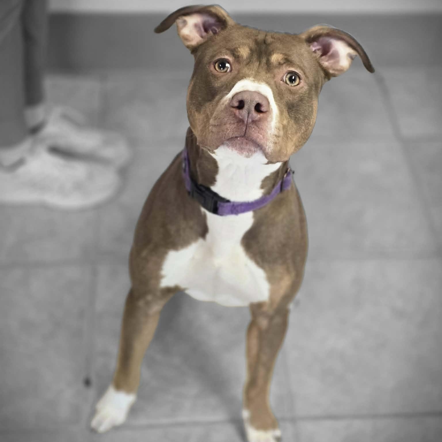 Hera, ADOPTABLE, Young Female Pit Bull Terrier.