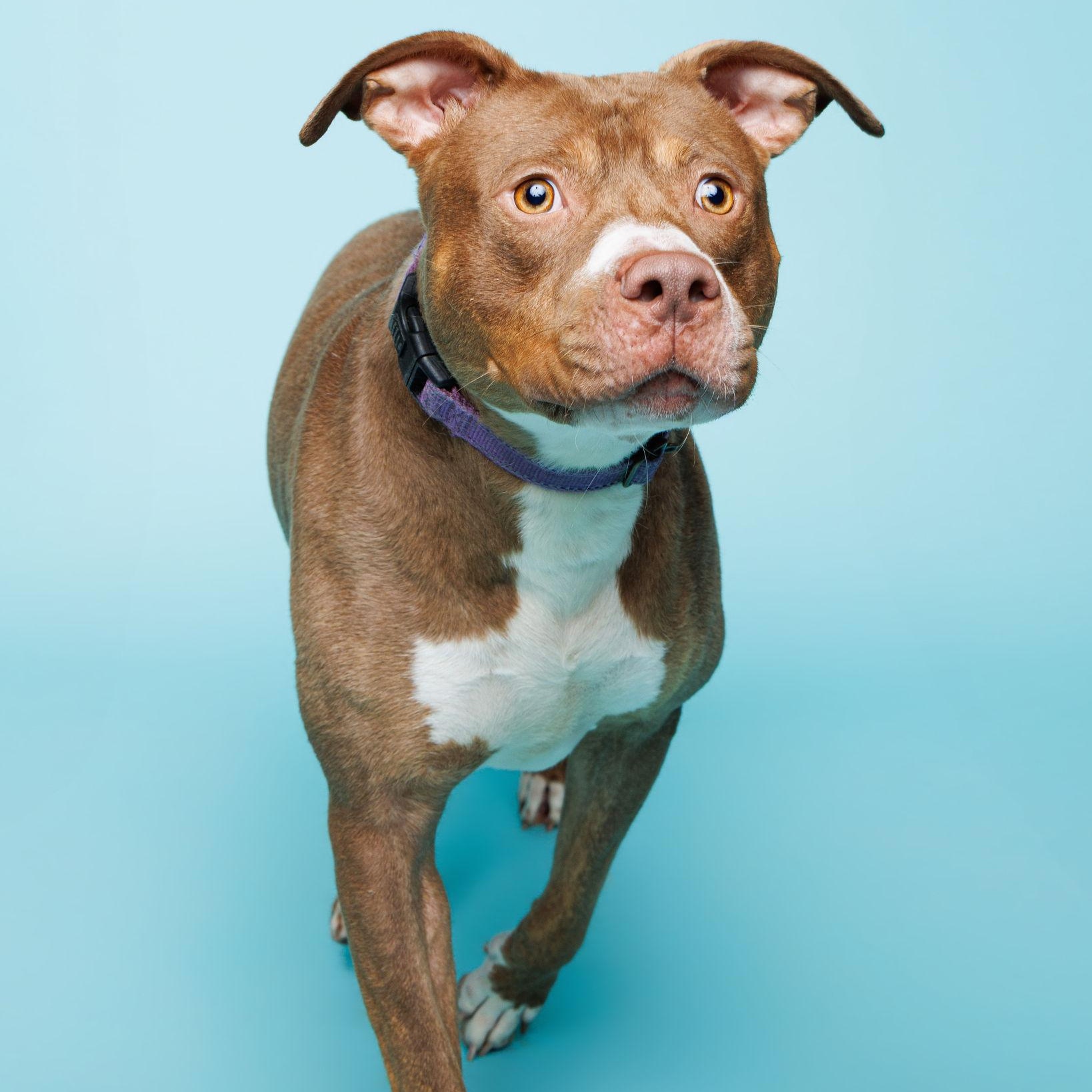 Enlarge Hera, a ADOPTABLE mixed breed in Waterloo, IA image 1/6