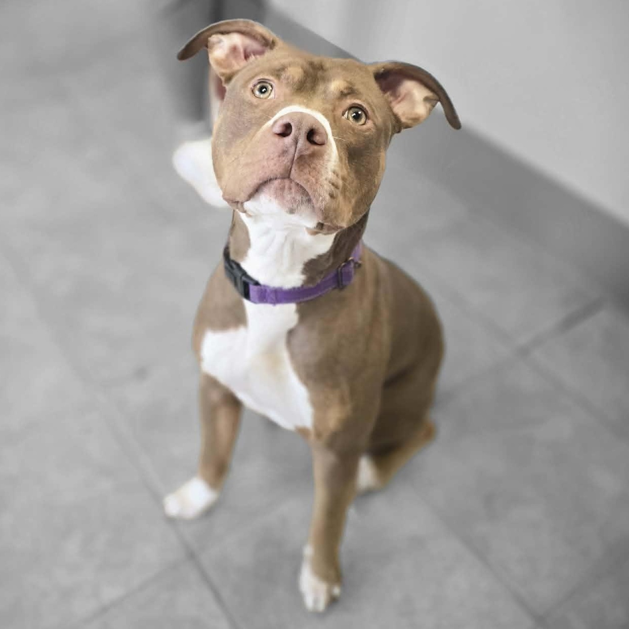 Enlarge Hera, a ADOPTABLE mixed breed in Waterloo, IA image 3/5
