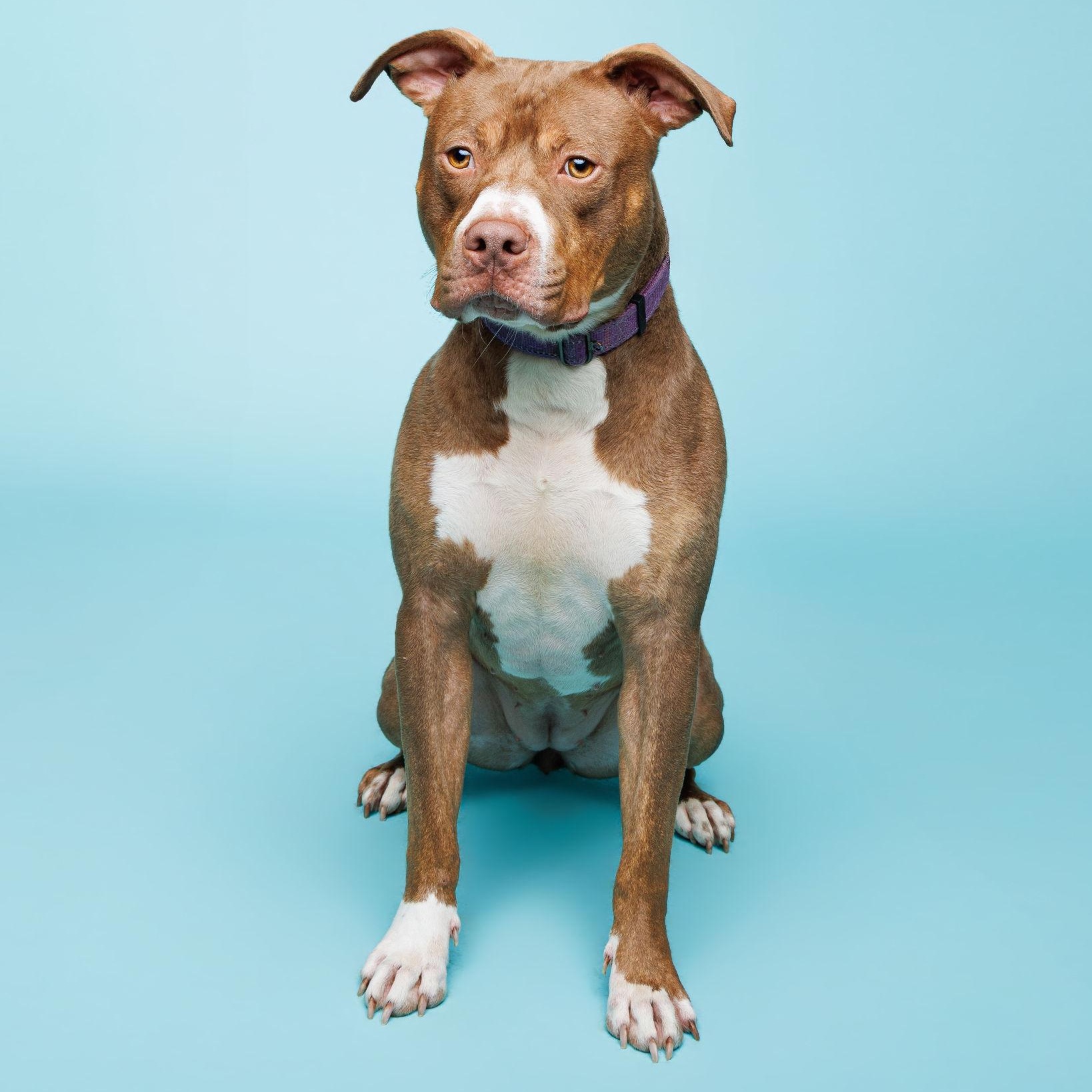 Enlarge Hera, a ADOPTABLE mixed breed in Waterloo, IA image 2/6