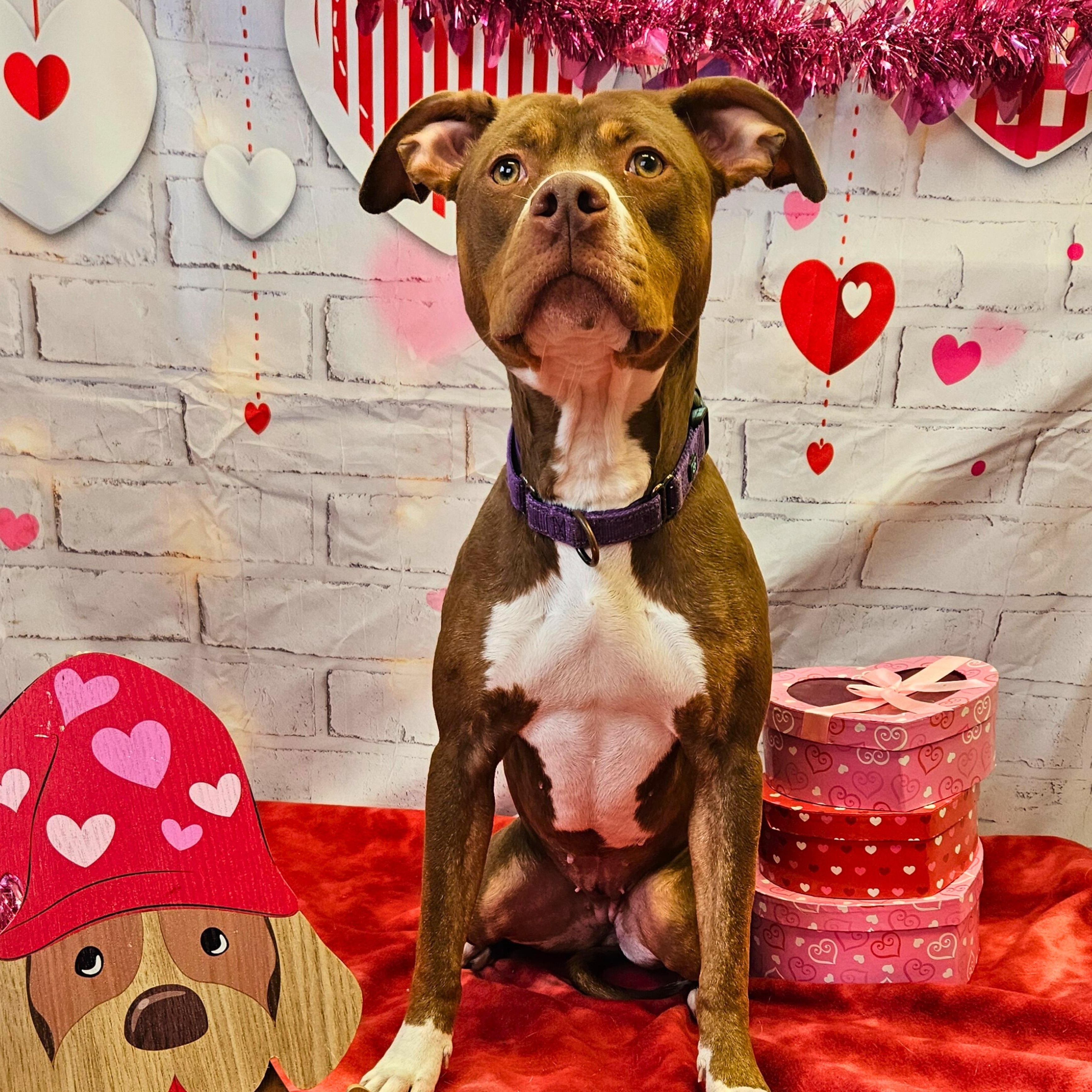 Enlarge Hera, a ADOPTABLE mixed breed in Waterloo, IA image 2/5