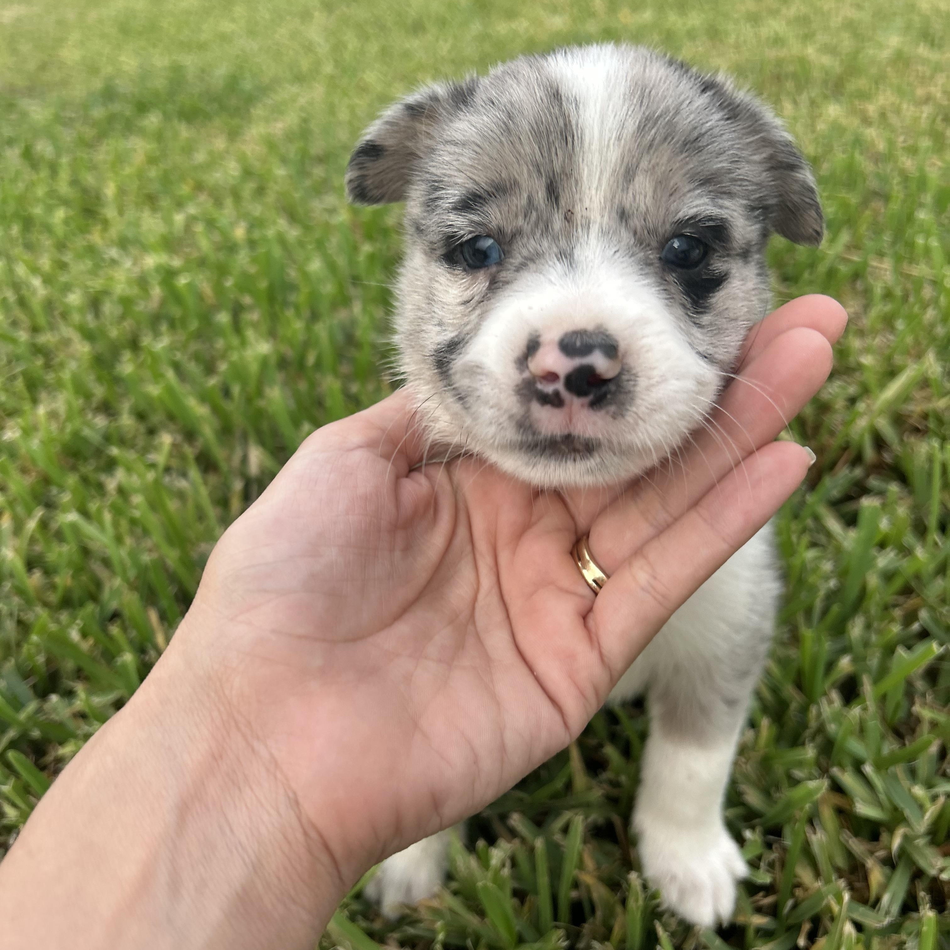 Pete, Baby Male Australian Shepherd