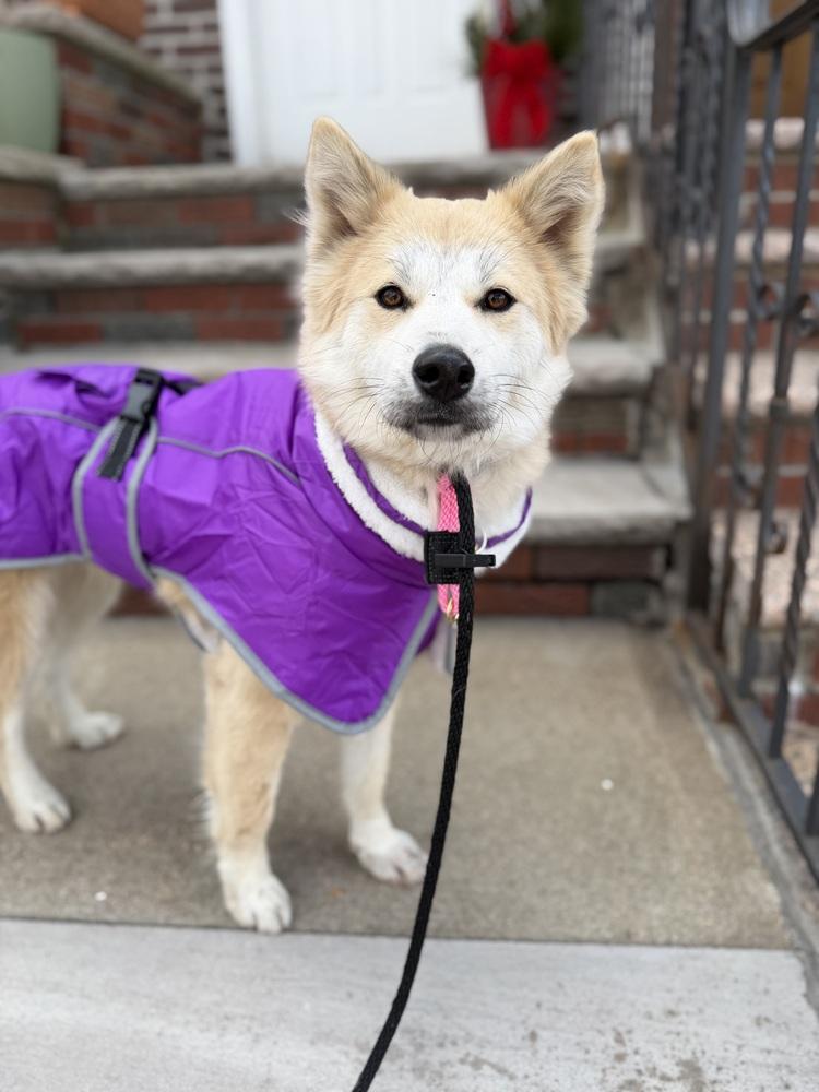 Britney, Adoptable, Young Female Spitz & Jindo.
