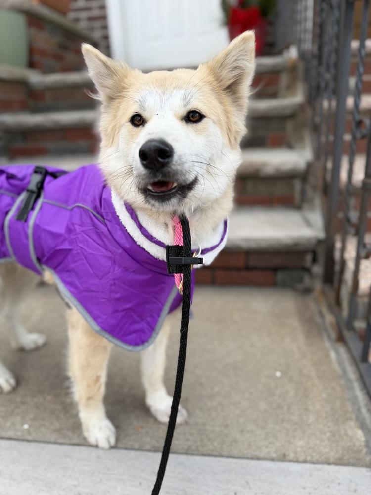 Britney, Adoptable, Young Female Spitz & Jindo.