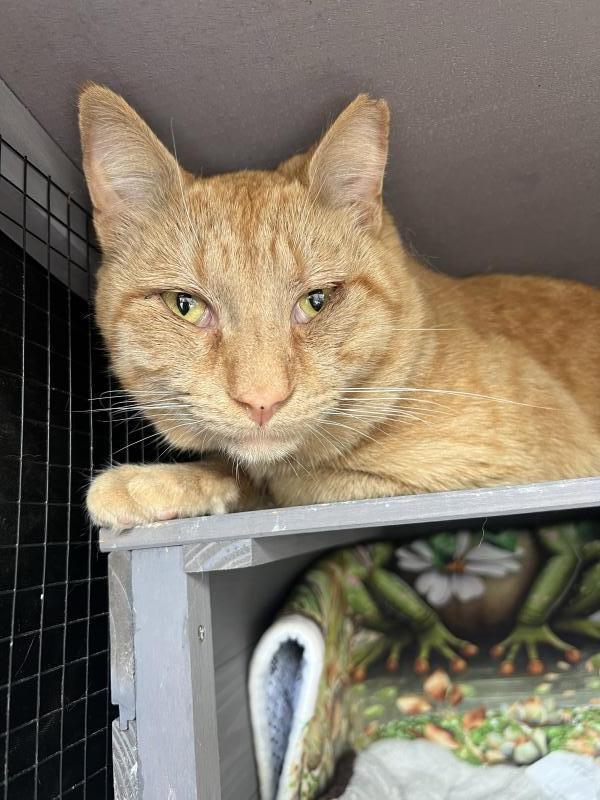 Ginger, Adoptable, Adult Male Tabby & Domestic Short Hair.