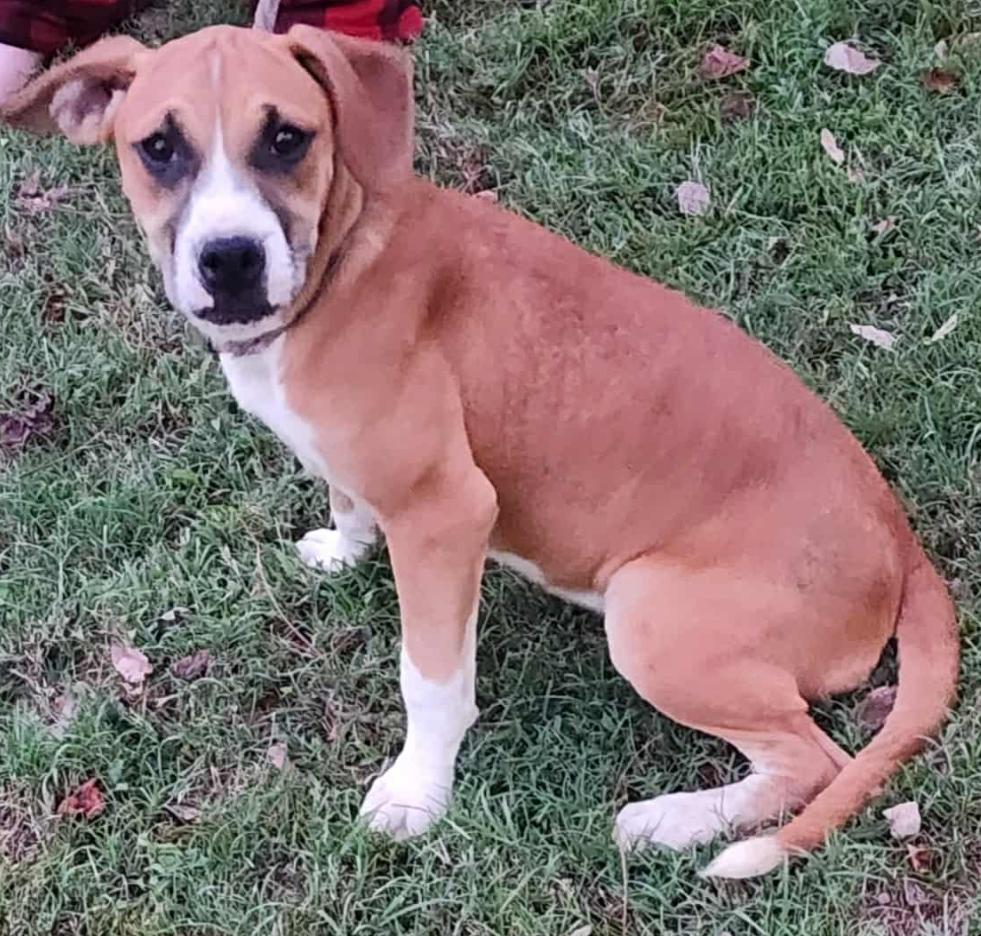 Daisy - ADOPTION PENDING!!!, Adoptable, Puppy Female Boxer.