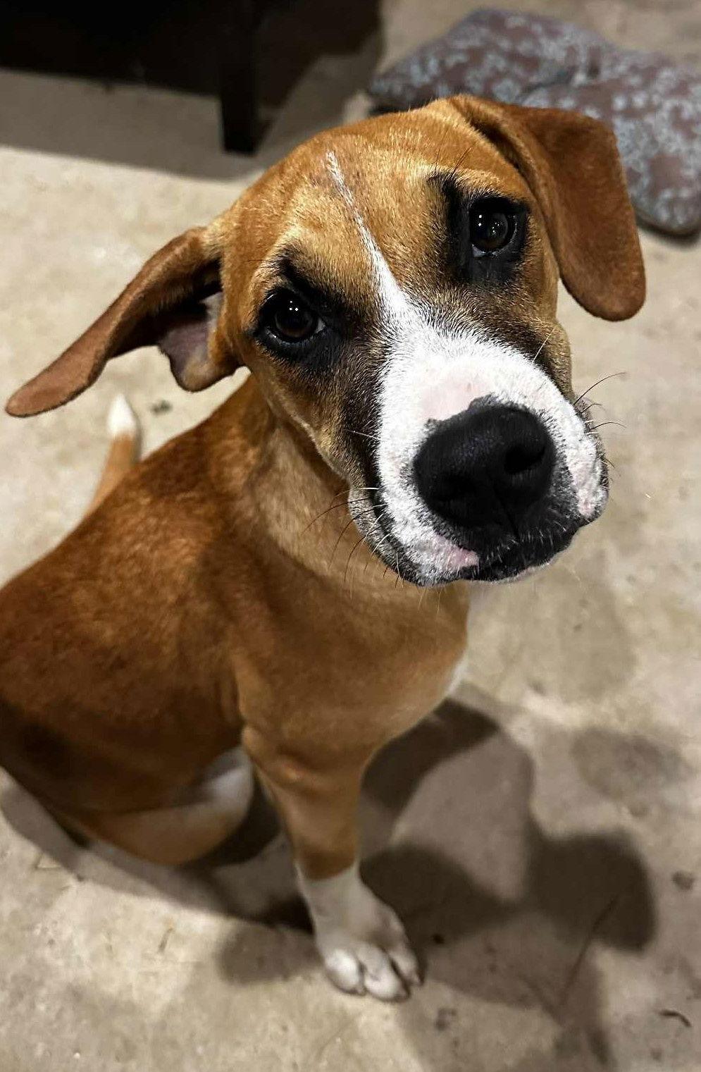 Enlarge Daisy, a Adopted Boxer in Shakopee, MN image 2/3