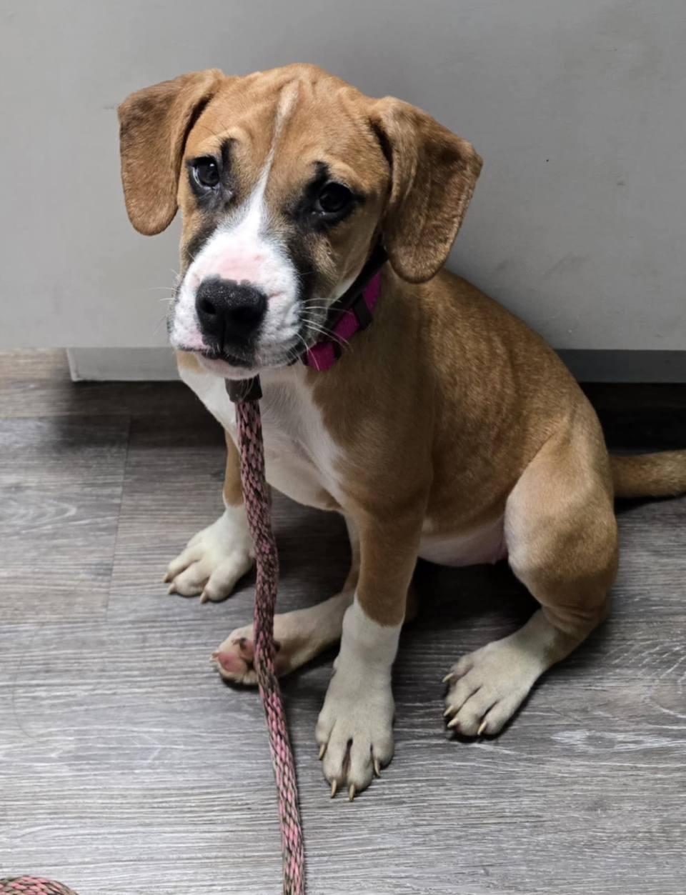 Enlarge Daisy, a Adopted Boxer in Shakopee, MN image 3/3