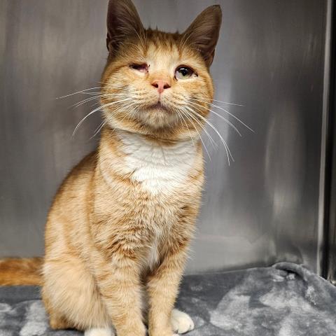 WILLY, Adoptable, Adult Male Domestic Short Hair.