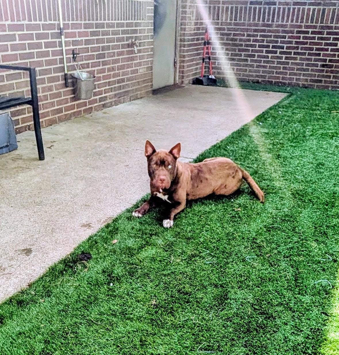 Roomba, adopted, Young Male Terrier.