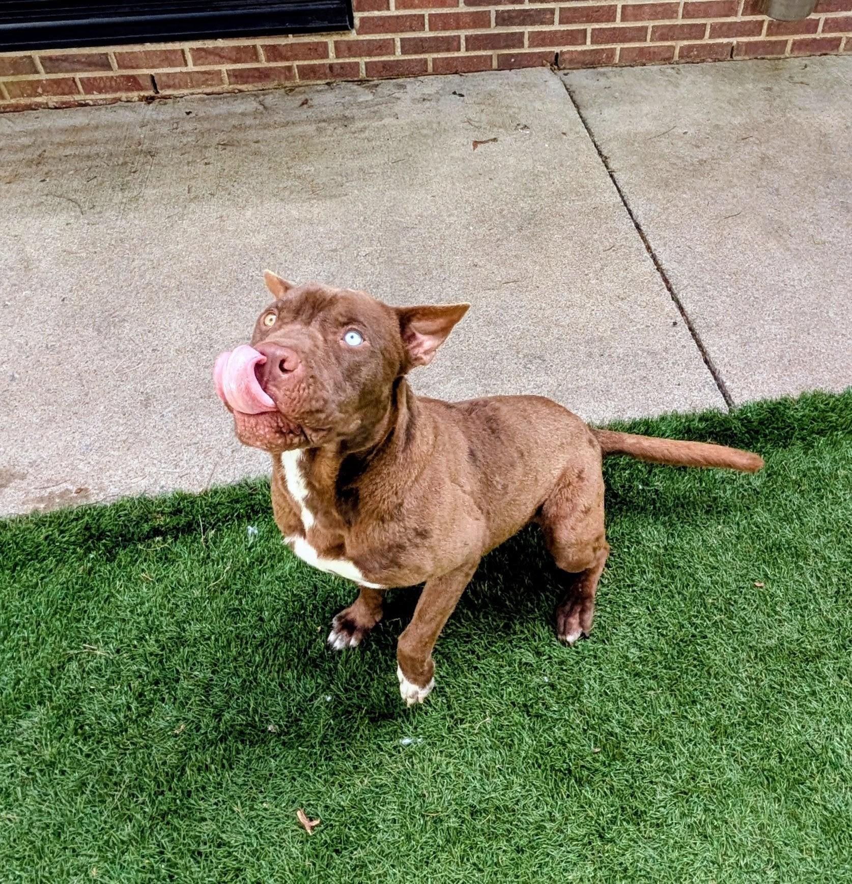Enlarge Roomba, an adopted mixed breed in Mount Juliet, TN image 3/3