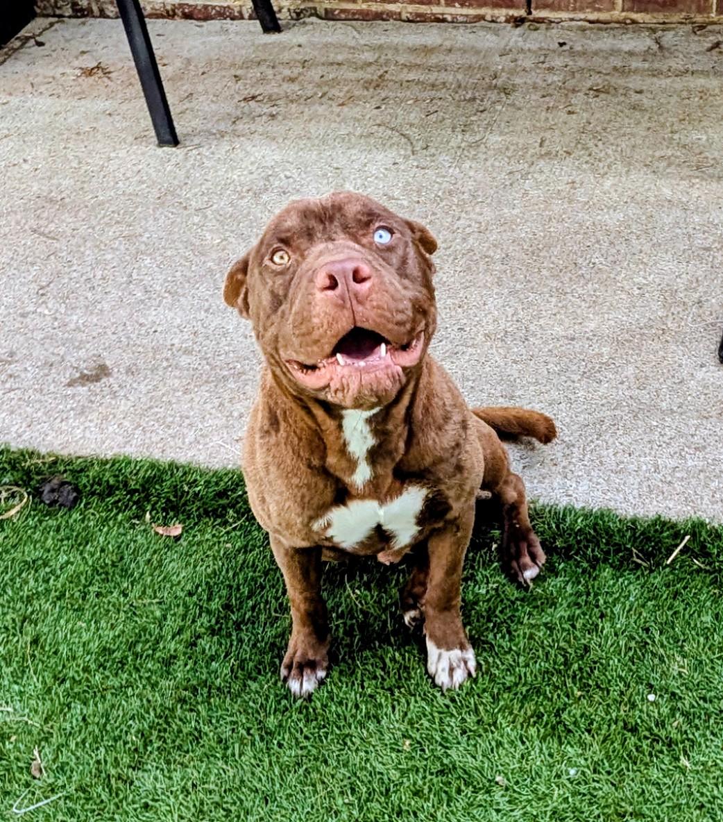 Enlarge Roomba, an adopted mixed breed in Mount Juliet, TN image 2/3