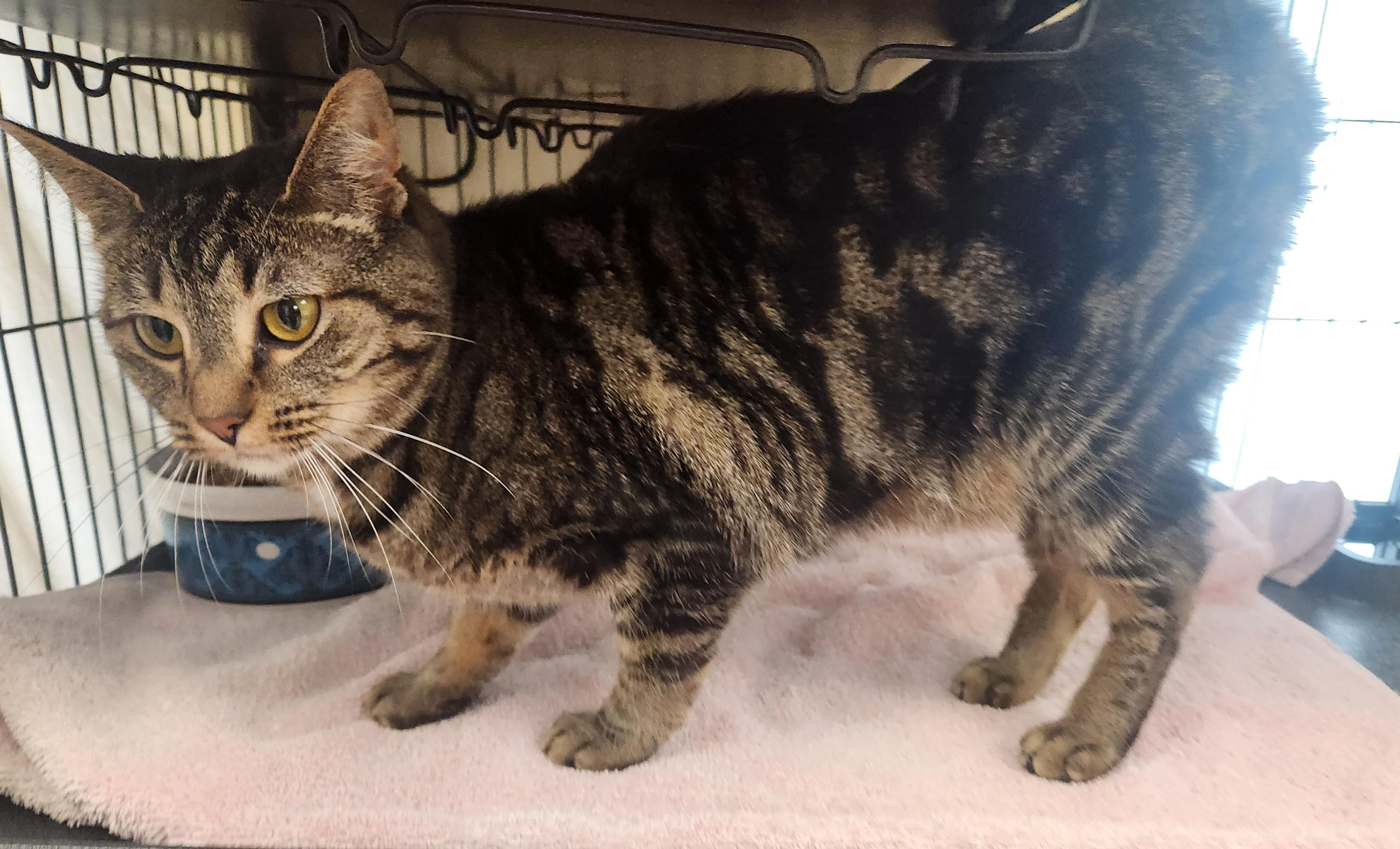 Enlarge Faelyn, a Adoptable Domestic Short Hair in Clayton, NJ image 1/1