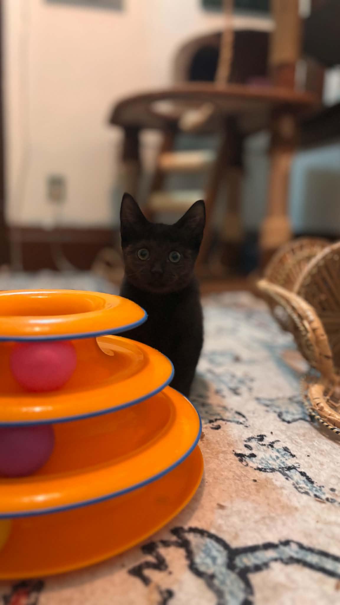 Enlarge Frick, a Adoptable Domestic Short Hair in Buffalo, NY image 3/3