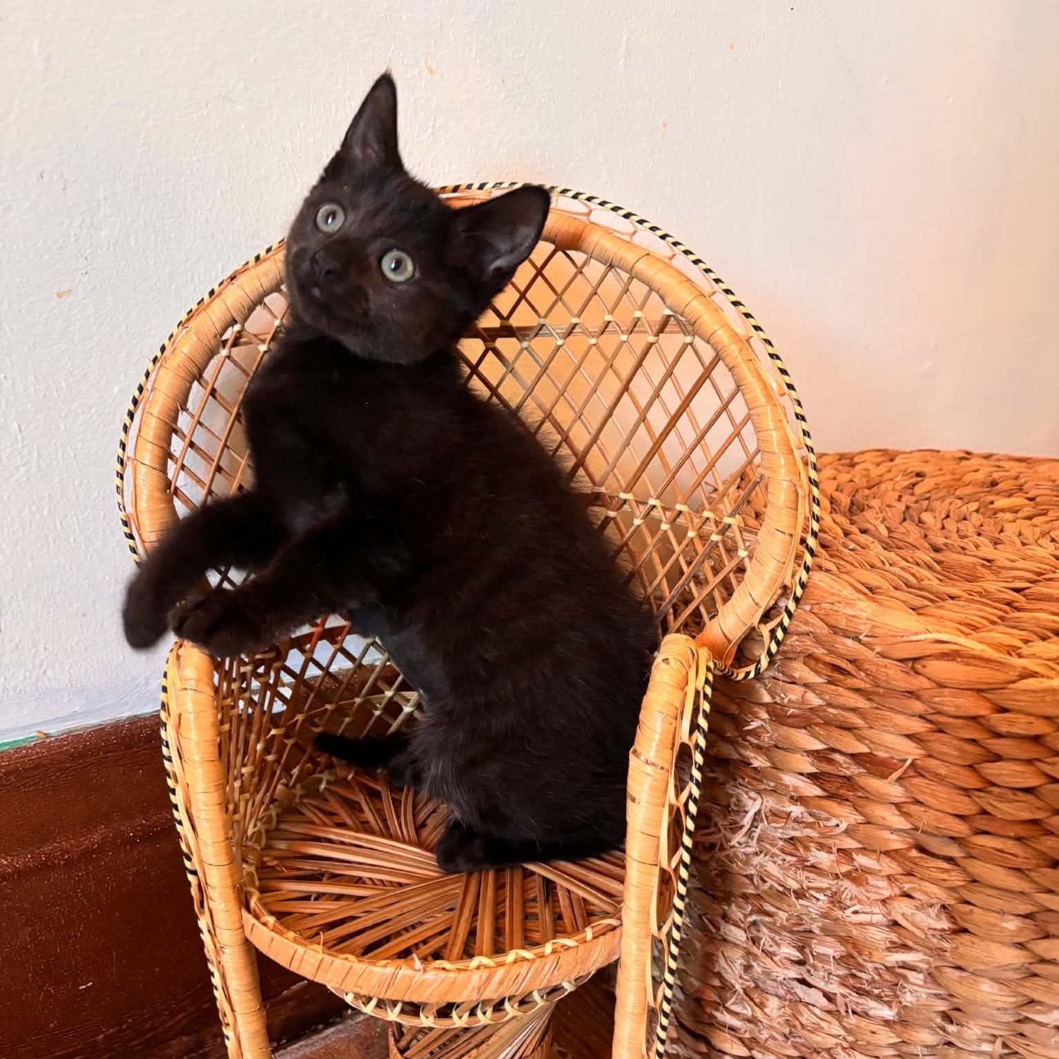 Frick, Adoptable, Kitten Female Domestic Short Hair.