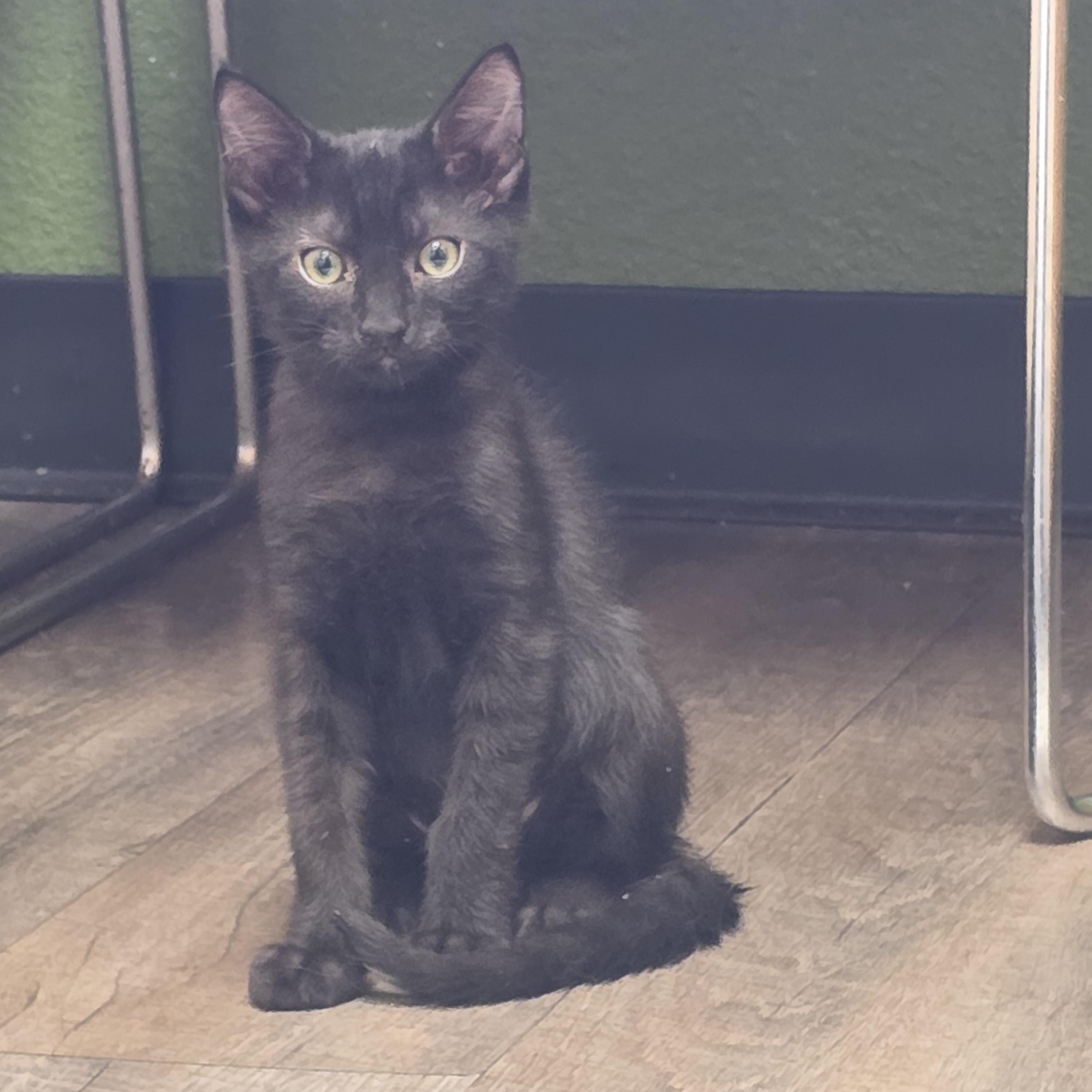 Charlie, Adopted, Young Male Domestic Short Hair.