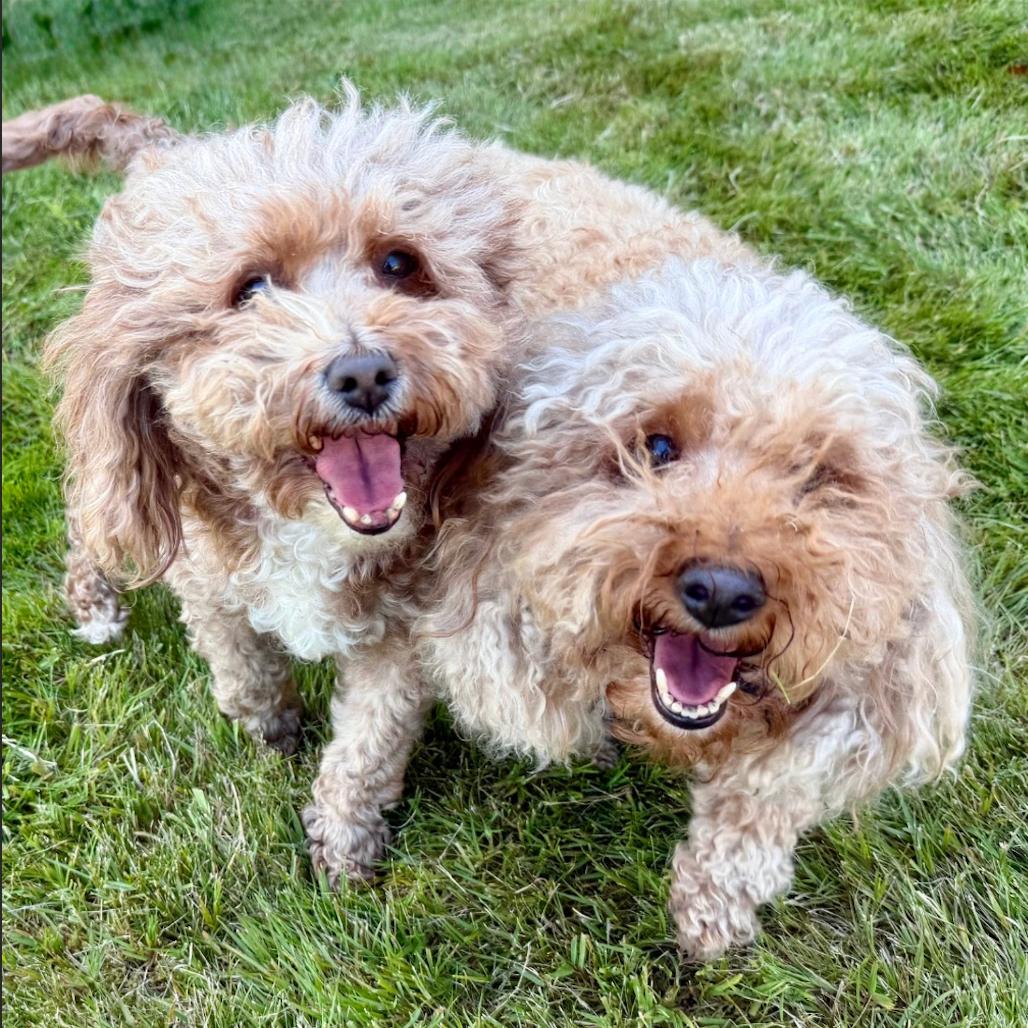 Tulip, Adoptable, Senior Female Miniature Poodle.