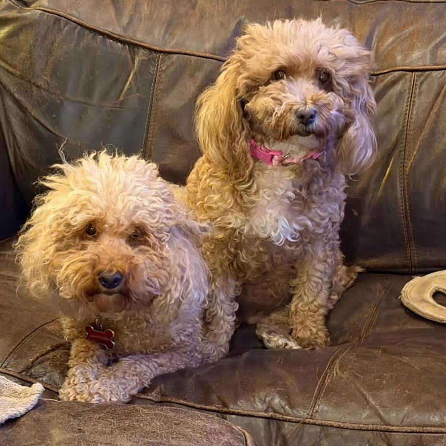 Enlarge Tulip, a Adoptable Miniature Poodle in Bellingham, WA image 2/2