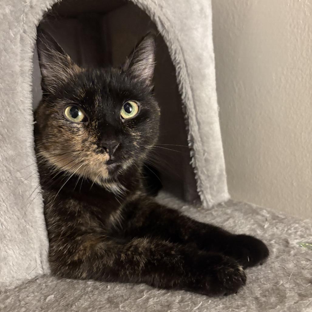 Enlarge Sparkle, a Adoptable Domestic Short Hair in Middle Village, NY image 2/6