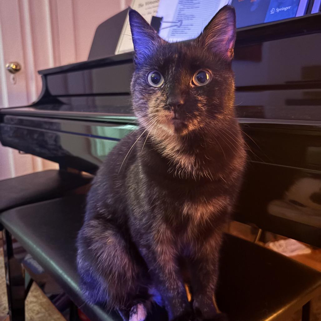 Enlarge Sparkle, a Adoptable Domestic Short Hair in Middle Village, NY image 3/6