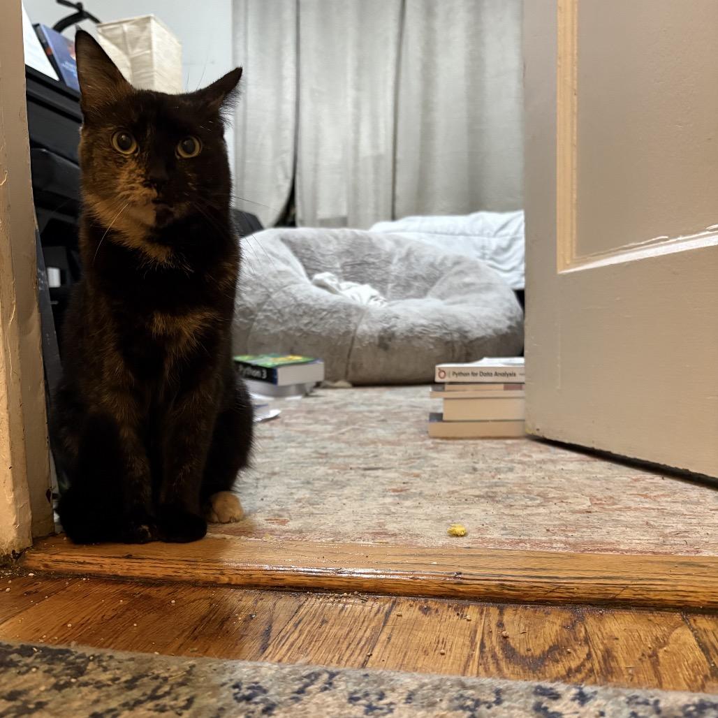 Enlarge Sparkle, a Adoptable Domestic Short Hair in Middle Village, NY image 4/6