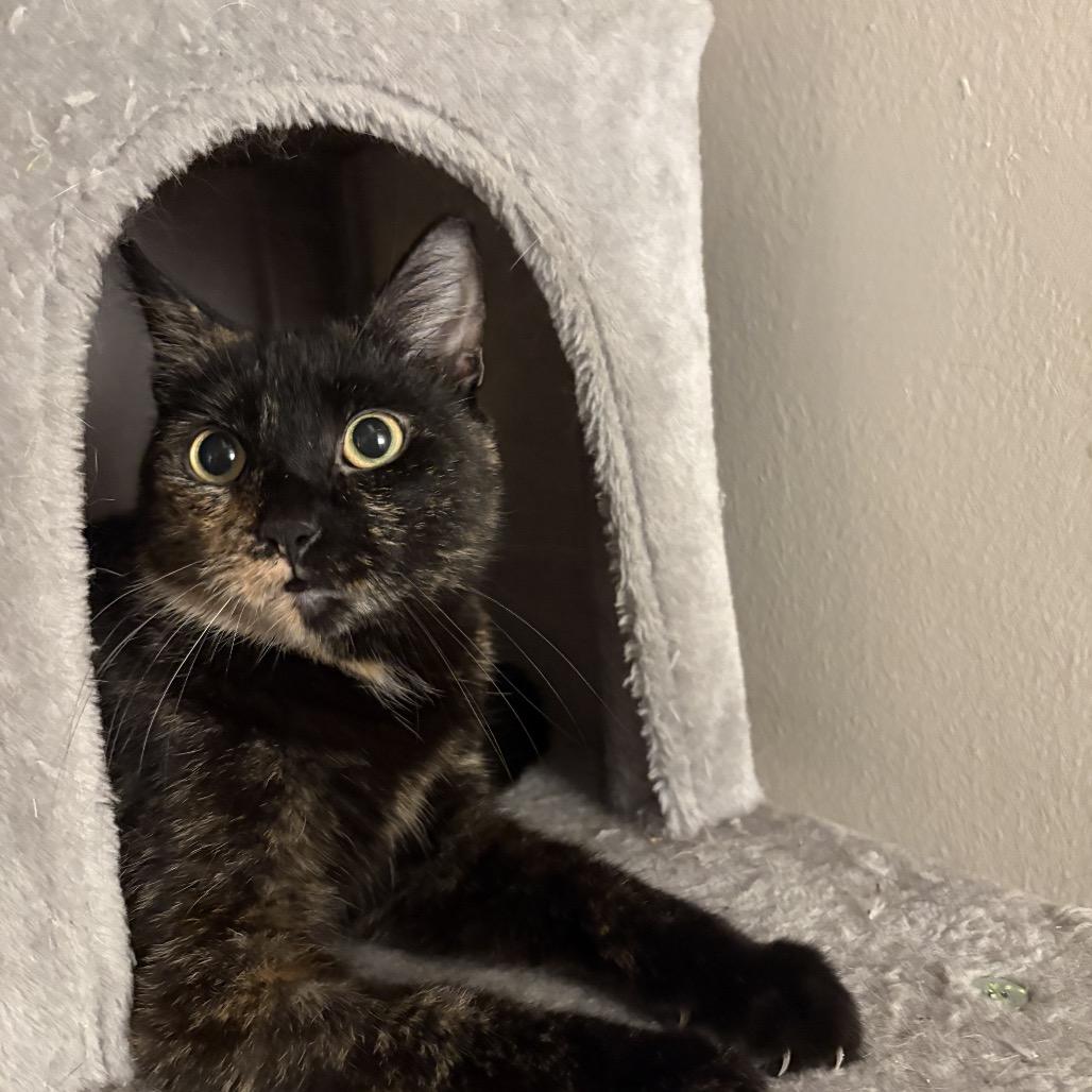 Enlarge Sparkle, a Adoptable Domestic Short Hair in Middle Village, NY image 5/6