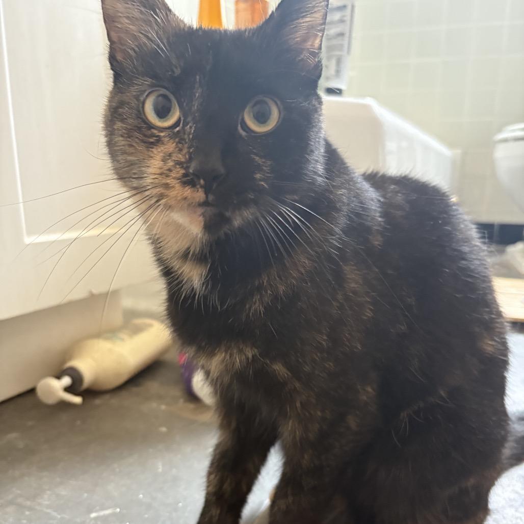 Enlarge Sparkle, a Adoptable Domestic Short Hair in Middle Village, NY image 6/6