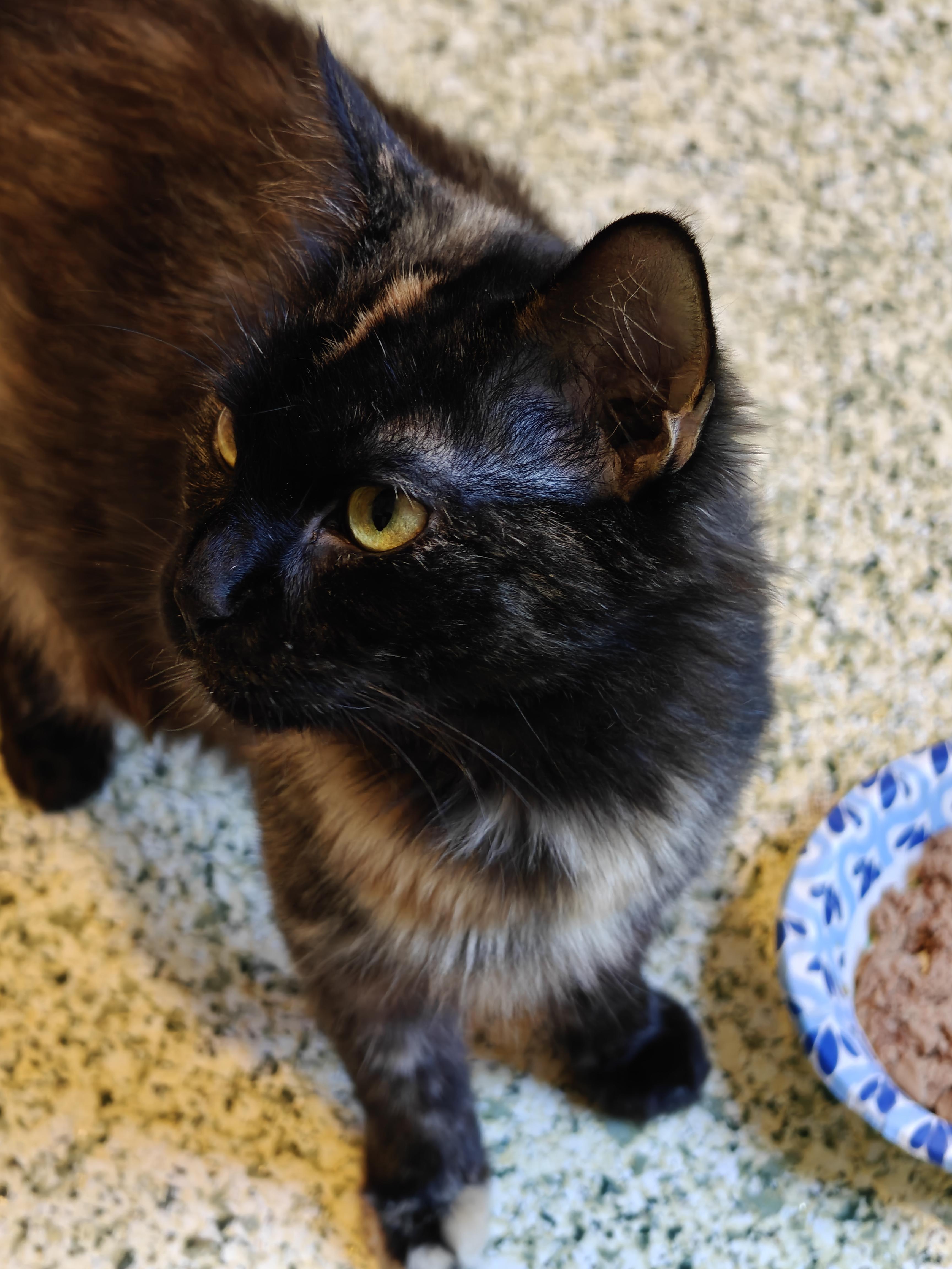 O'Keefe, an adopted Domestic Medium Hair in New Britain, CT image 3/5