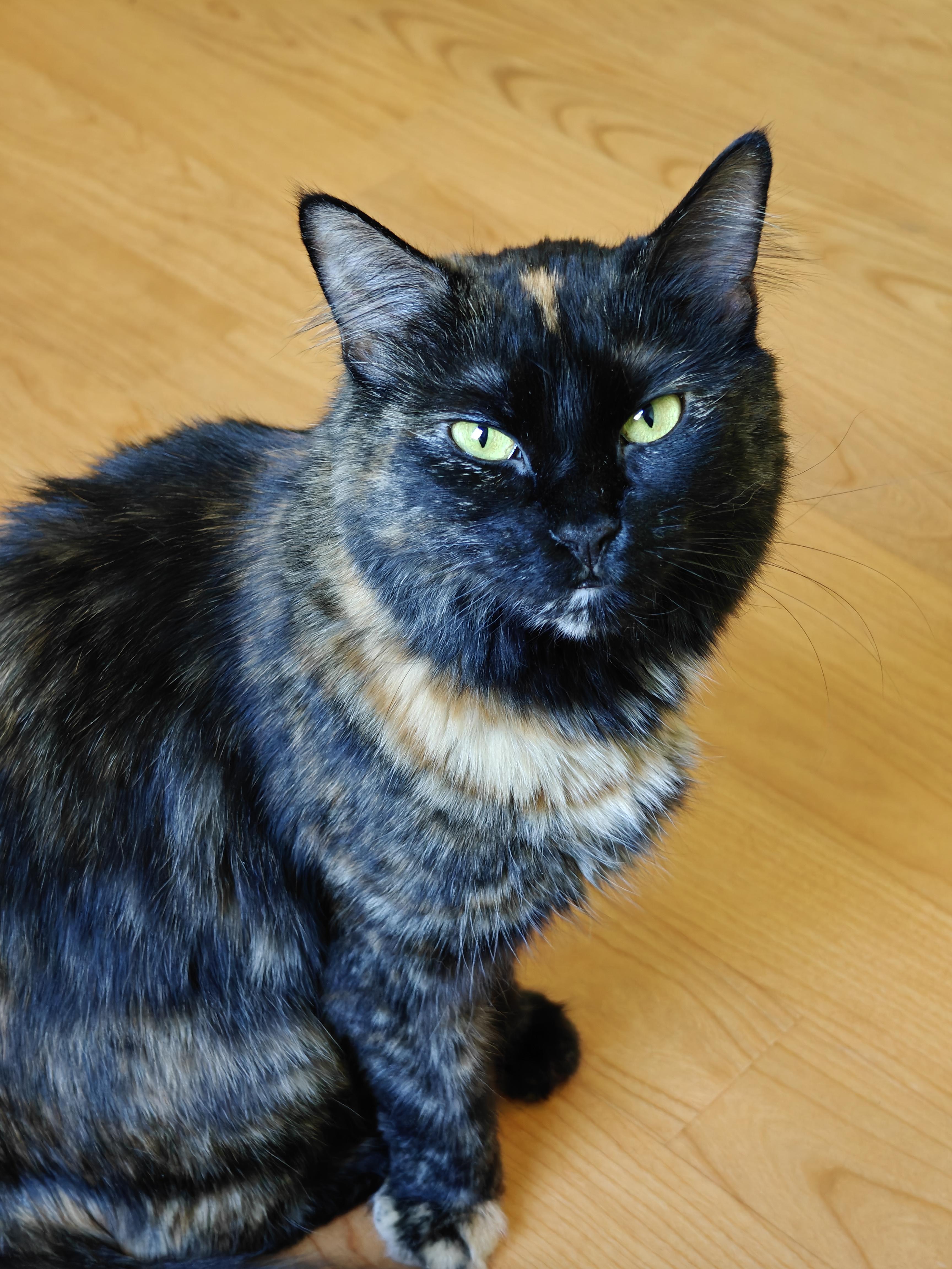 O'Keefe, adopted, Adult Female Domestic Medium Hair.