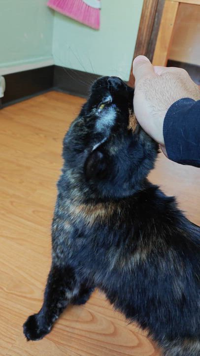 Enlarge O'Keefe, an adopted Domestic Medium Hair in New Britain, CT video 5/5