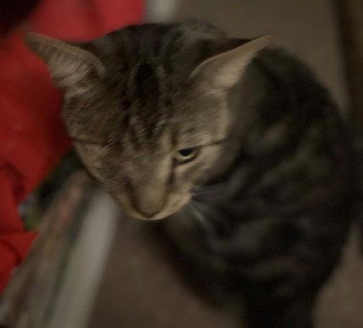 Enlarge Bruce KPS, a Adopted Domestic Short Hair in Rockaway, NJ image 1/2