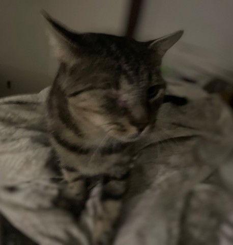 Enlarge Bruce KPS, a Adopted Domestic Short Hair in Rockaway, NJ image 2/2