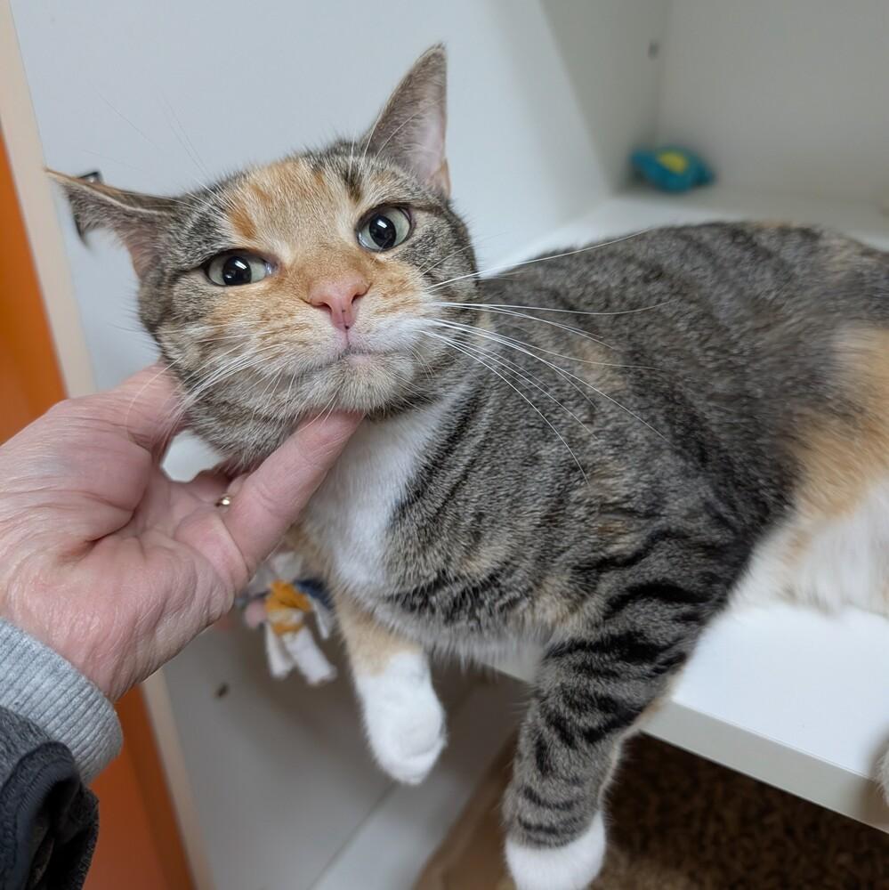 Avery, a Adoptable Domestic Short Hair in Accident, MD image 1/3