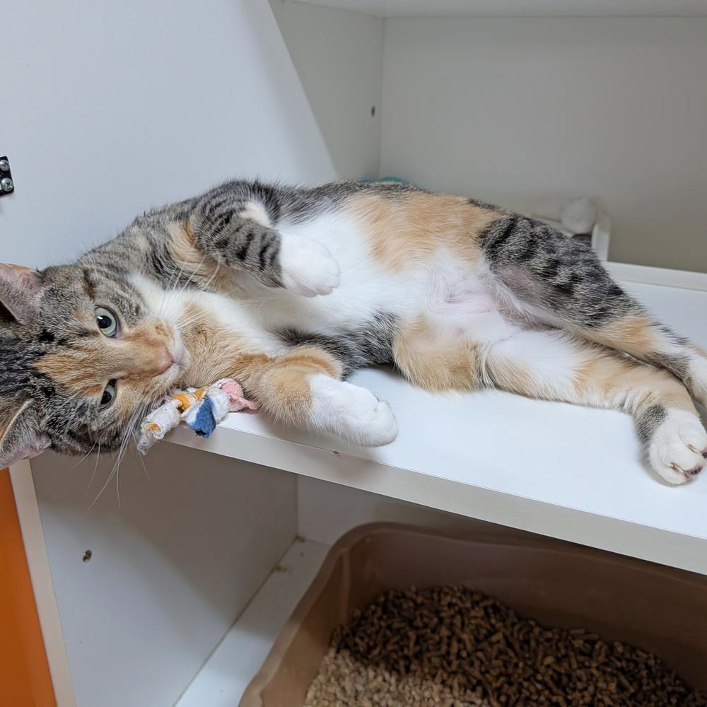 Avery, a Adoptable Domestic Short Hair in Accident, MD image 2/3