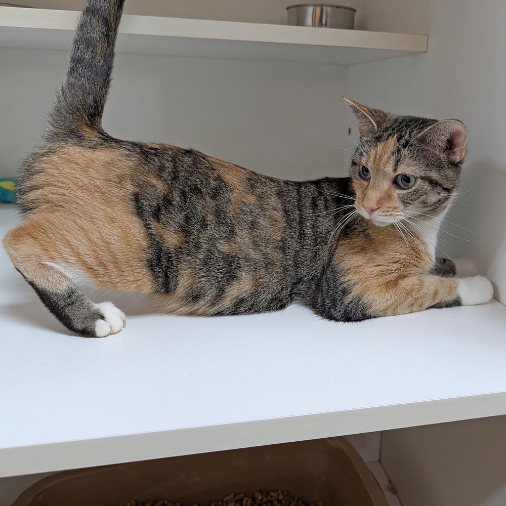 Avery, a Adoptable Domestic Short Hair in Accident, MD image 3/3