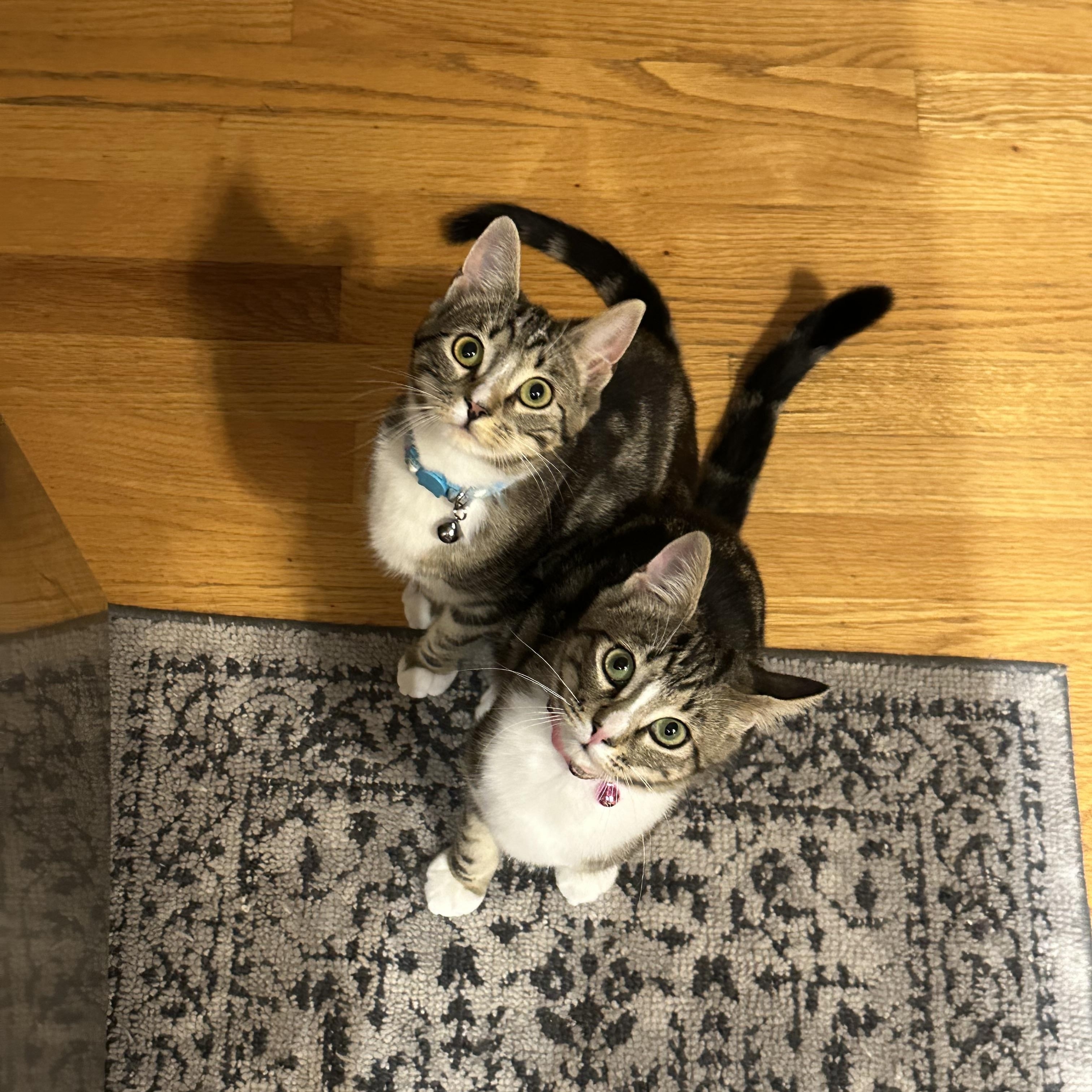 McKenzie & Harper , ADOPTABLE, Young Female Domestic Short Hair.