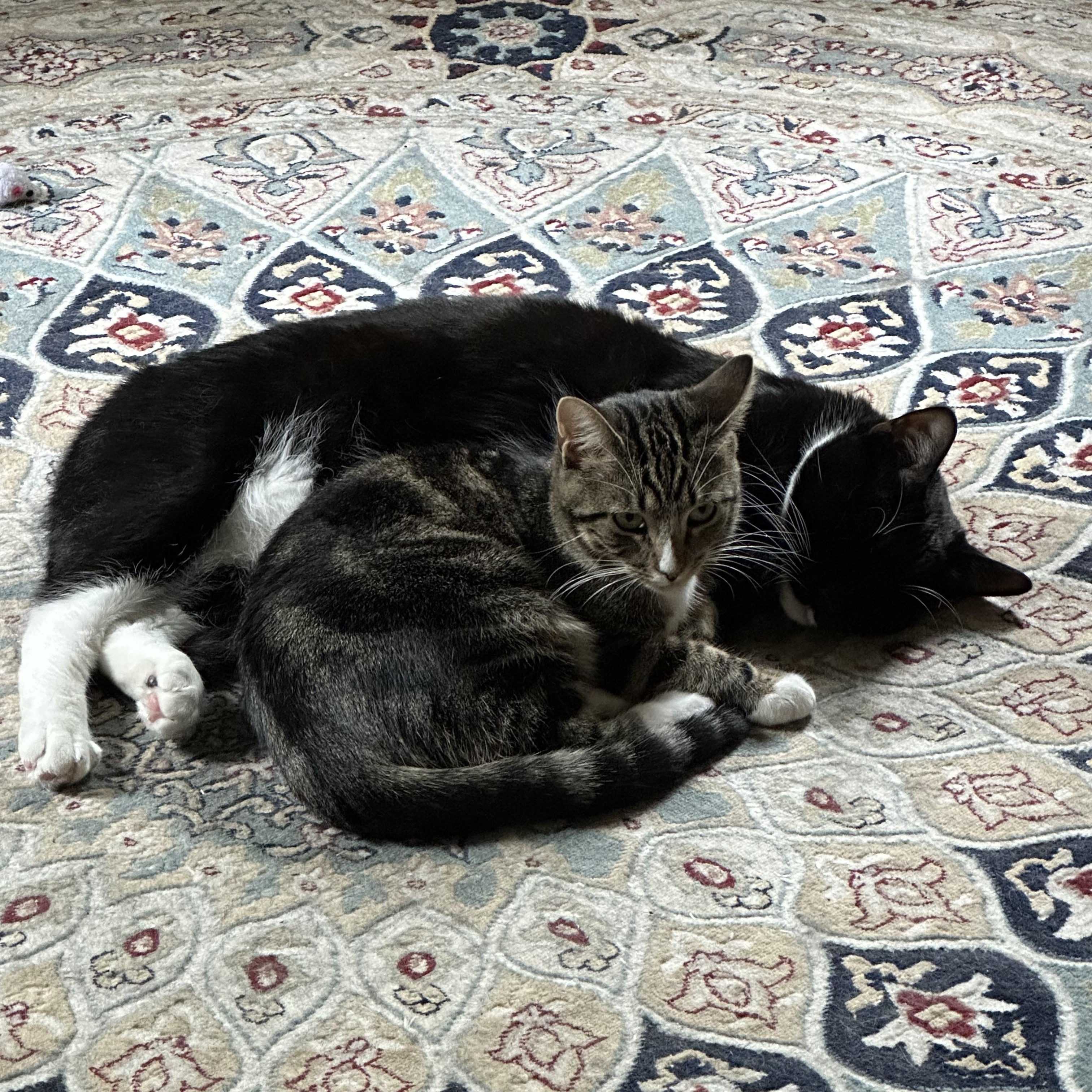 Enlarge McKenzie & Harper , a Adoptable Domestic Short Hair in Canton, MA image 5/5
