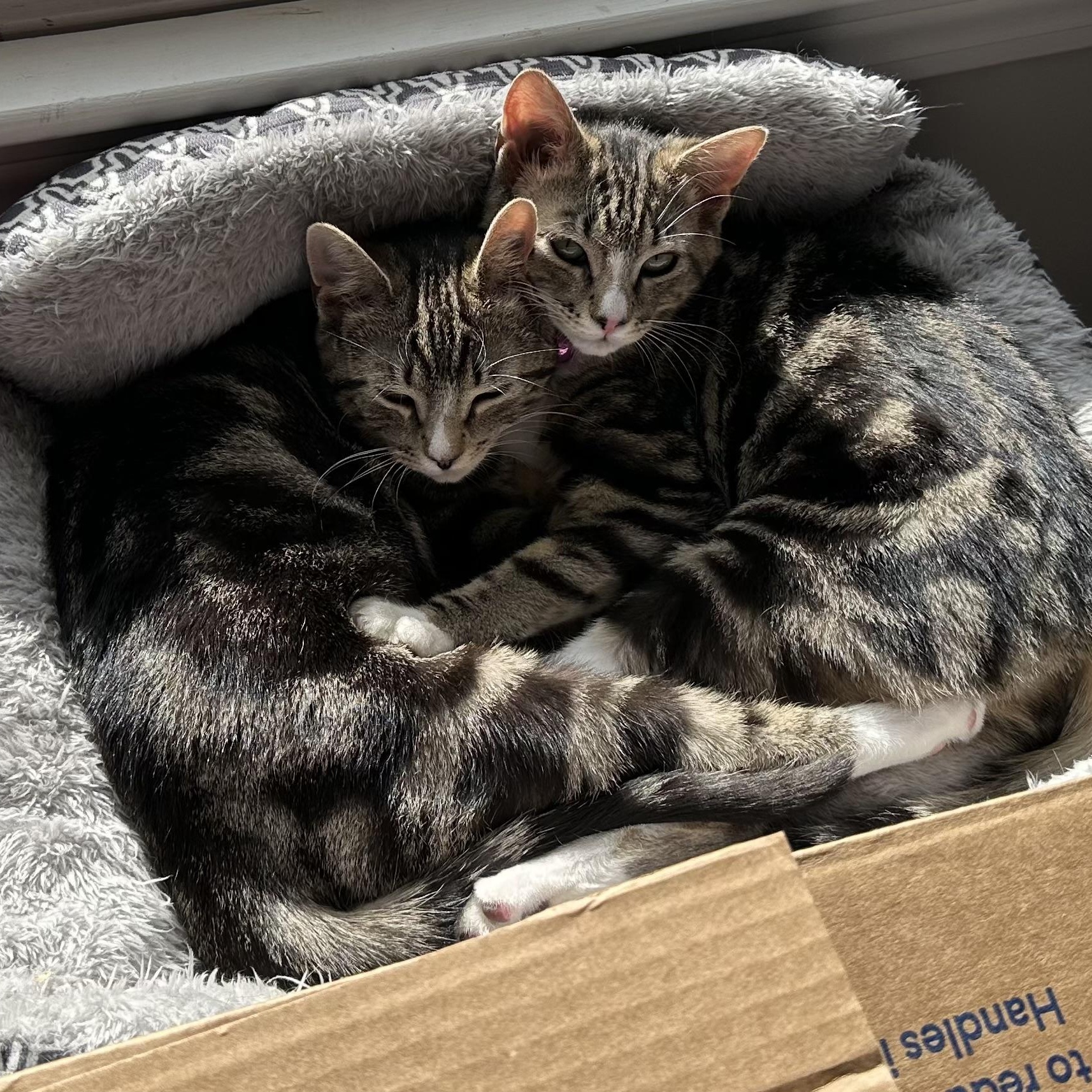 Enlarge McKenzie & Harper , a ADOPTABLE Domestic Short Hair in Canton, MA image 2/4