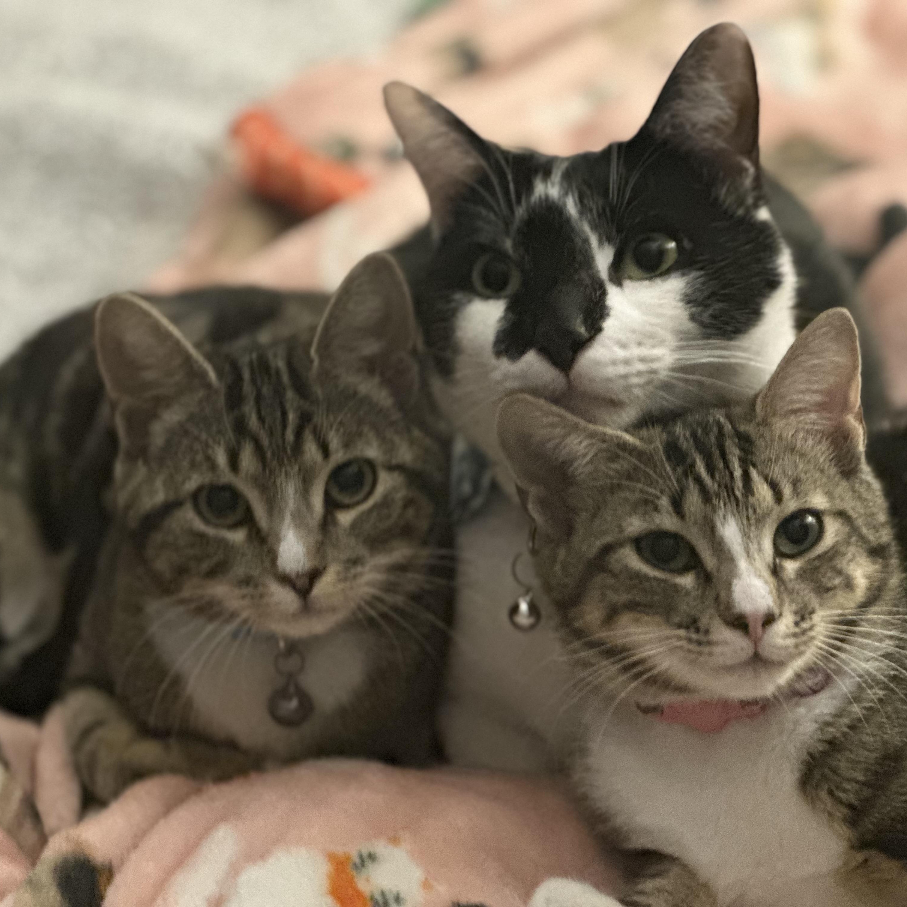 Enlarge McKenzie & Harper , a ADOPTABLE Domestic Short Hair in Canton, MA image 4/4